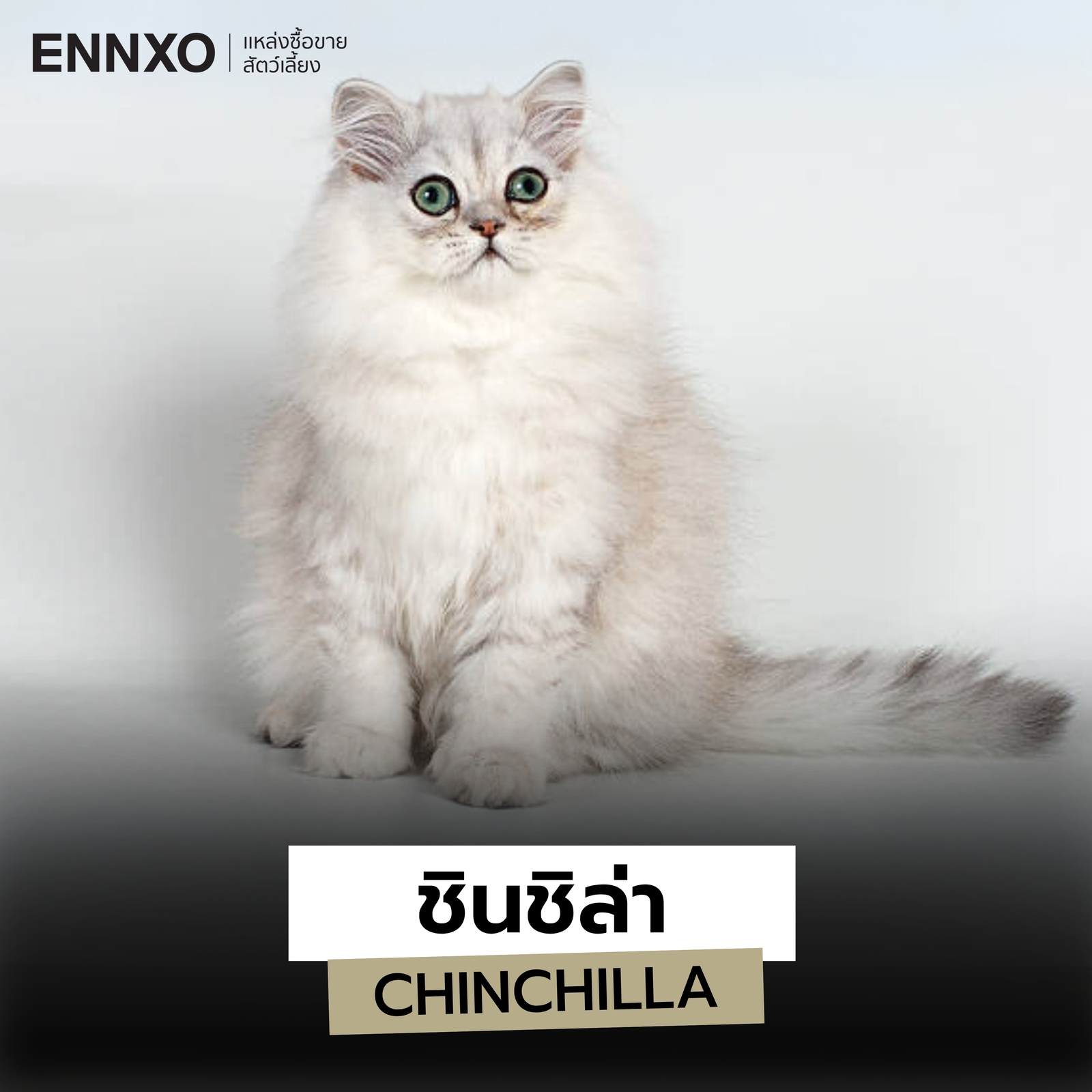 แมวสายพันธุ์ชินชิล่า