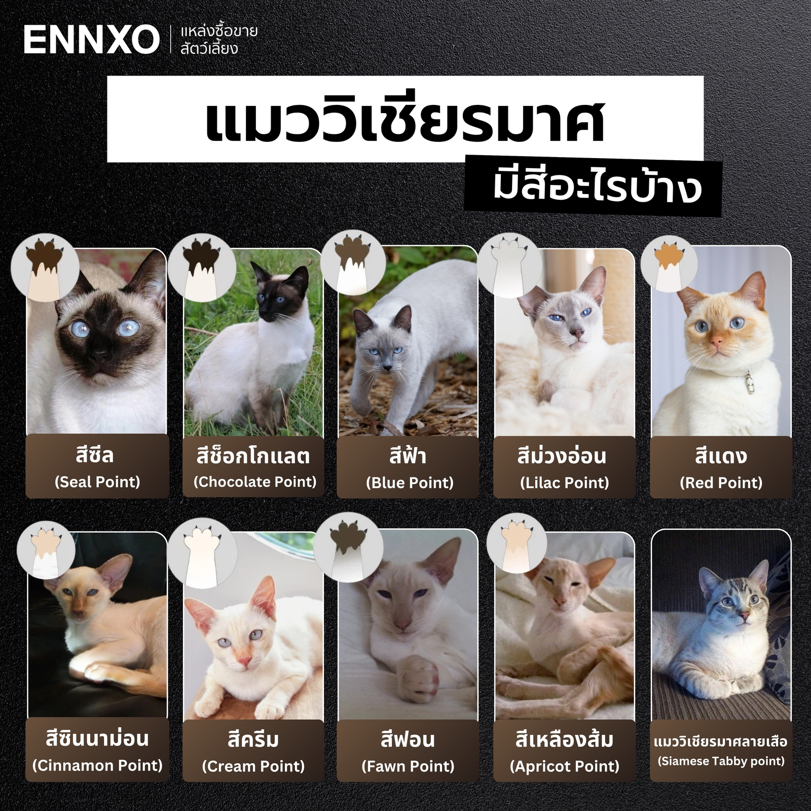 สีของแมววิเชียรมาศ