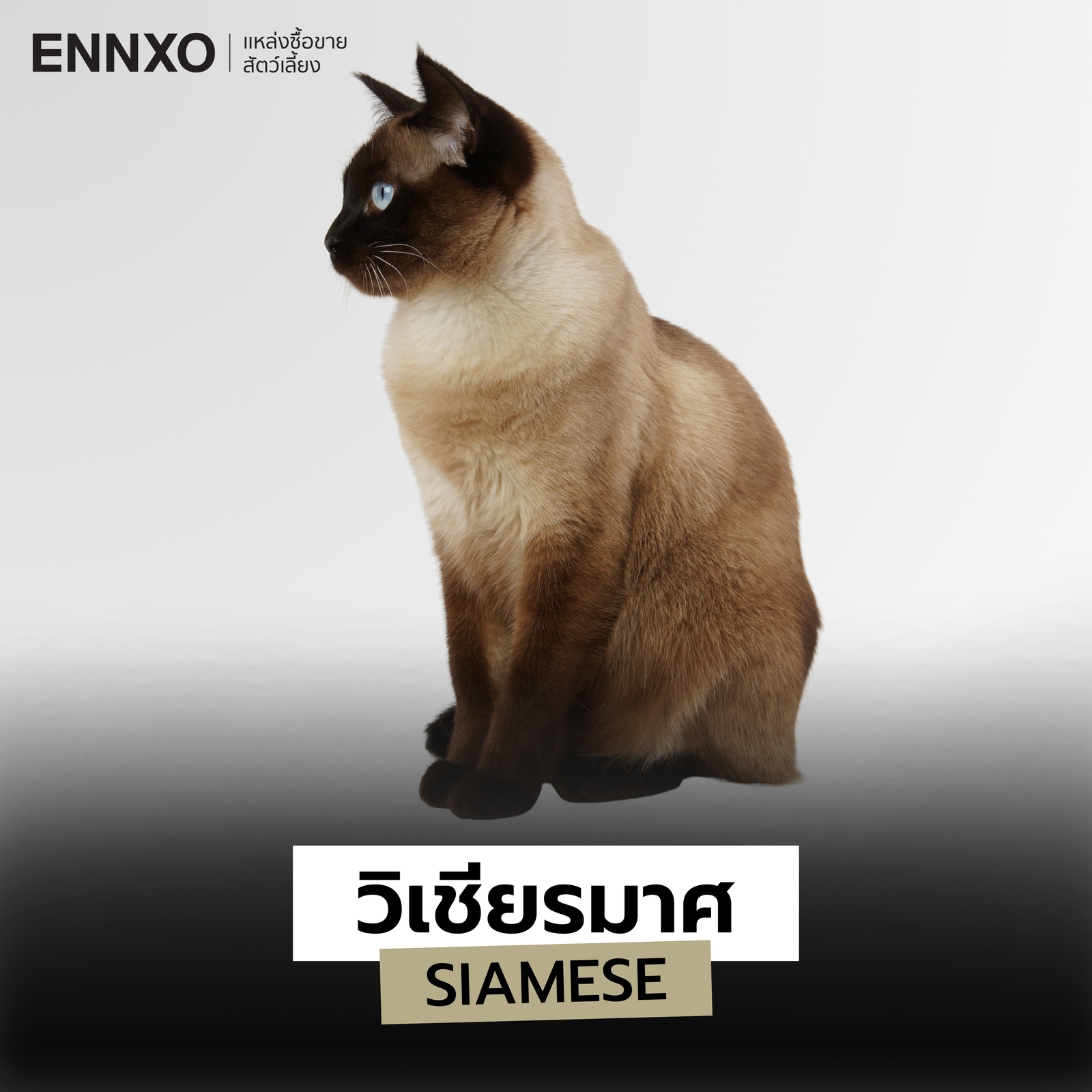 แมวสายพันธุ์วิเชียรมาศ