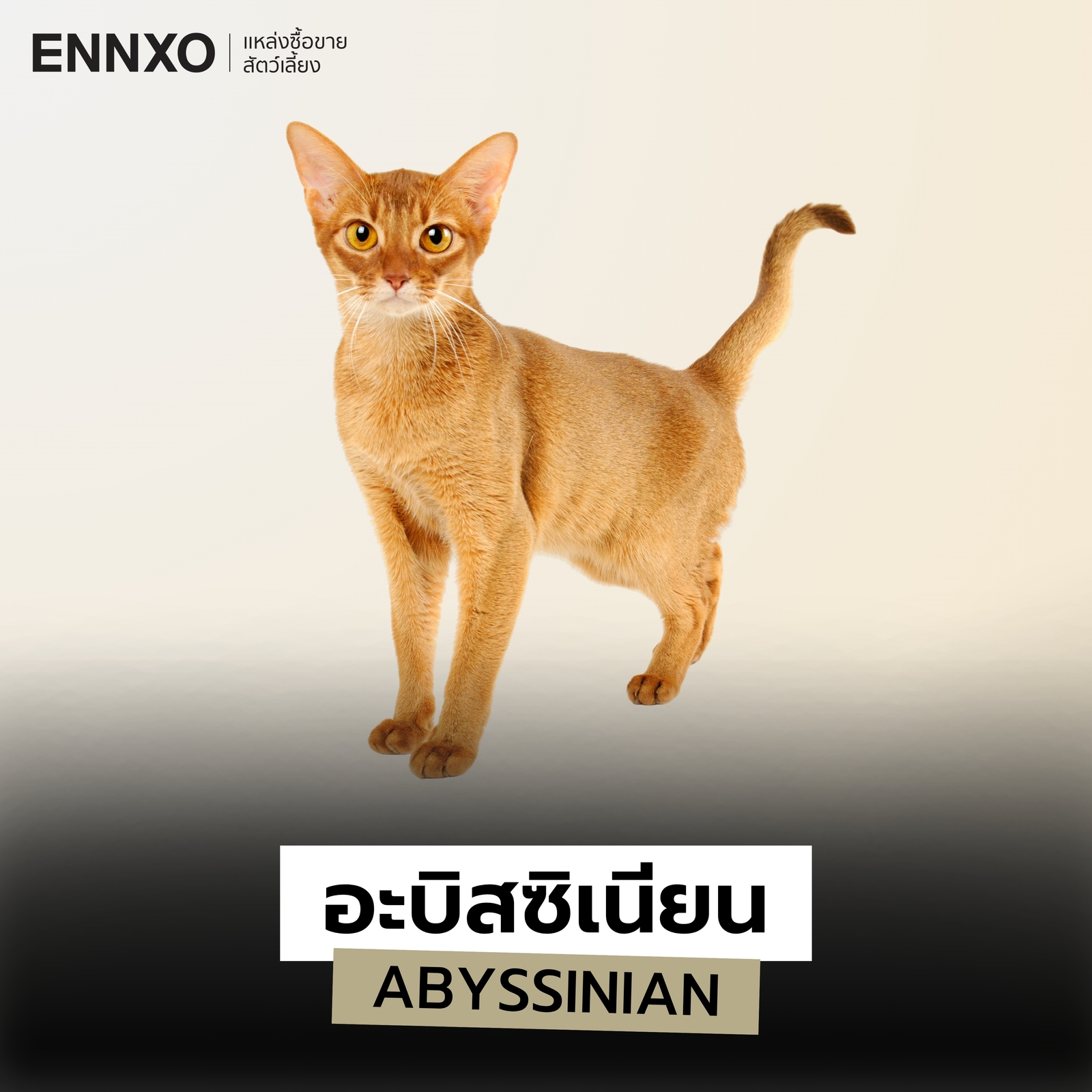 แมวสายพันธุ์อะบิสซิเนียน
