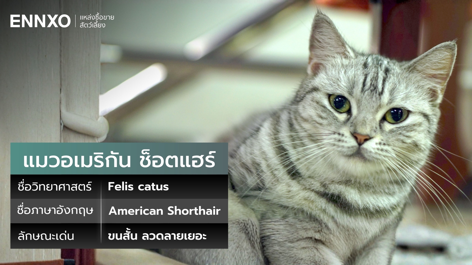 แมวพันธุ์อเมริกัน-ช็อตแฮร์-ดุไหม