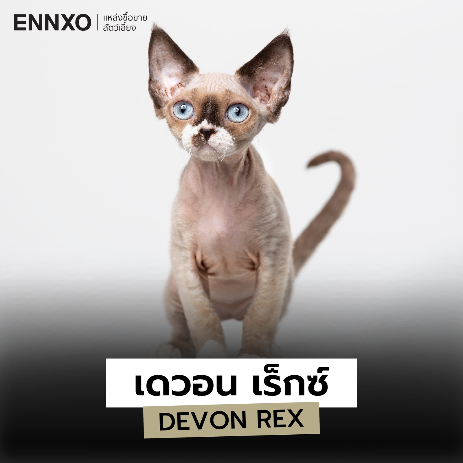 แมวสายพันธุ์เดวอน เร็กซ์