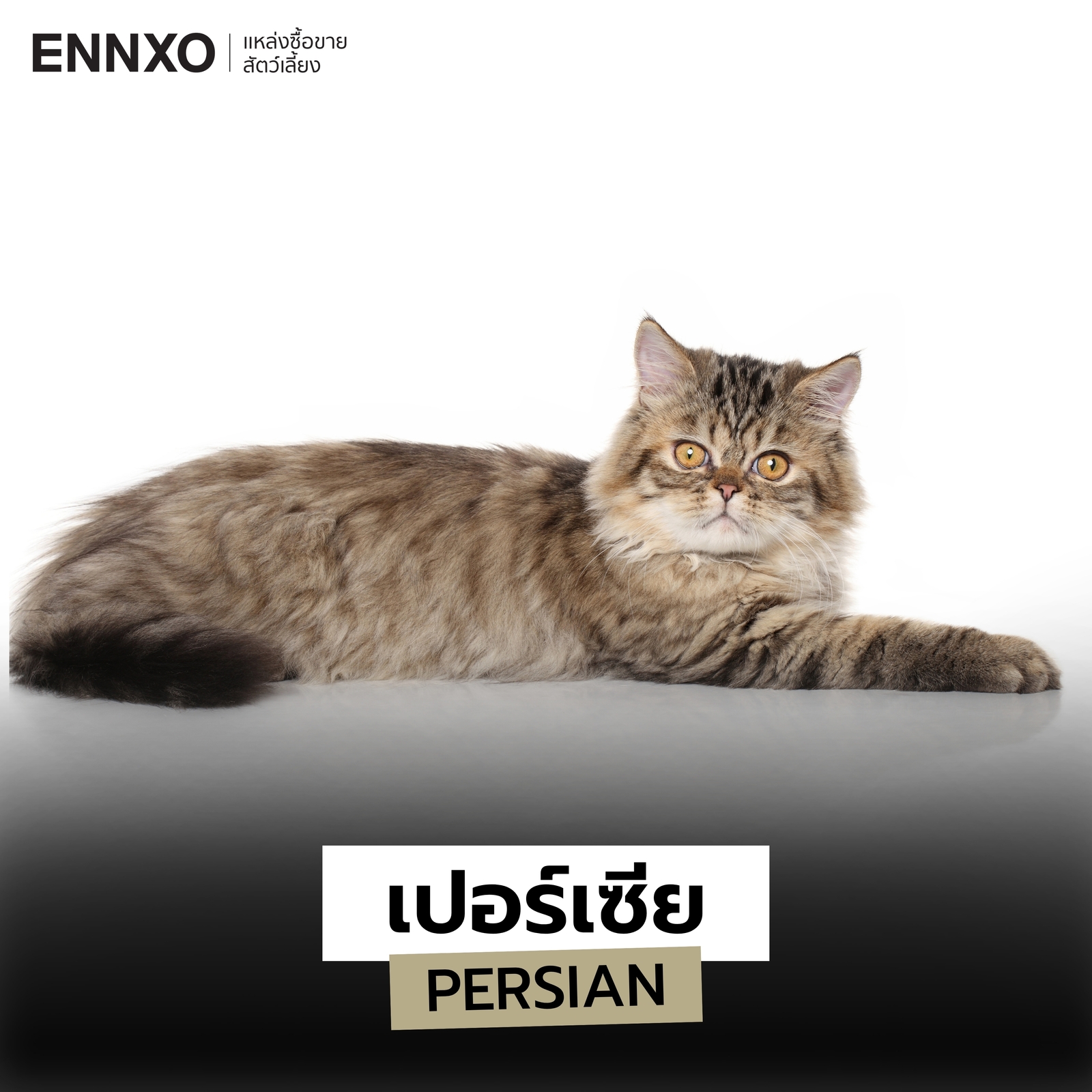 แมวสายพันธุ์เปอร์เซีย