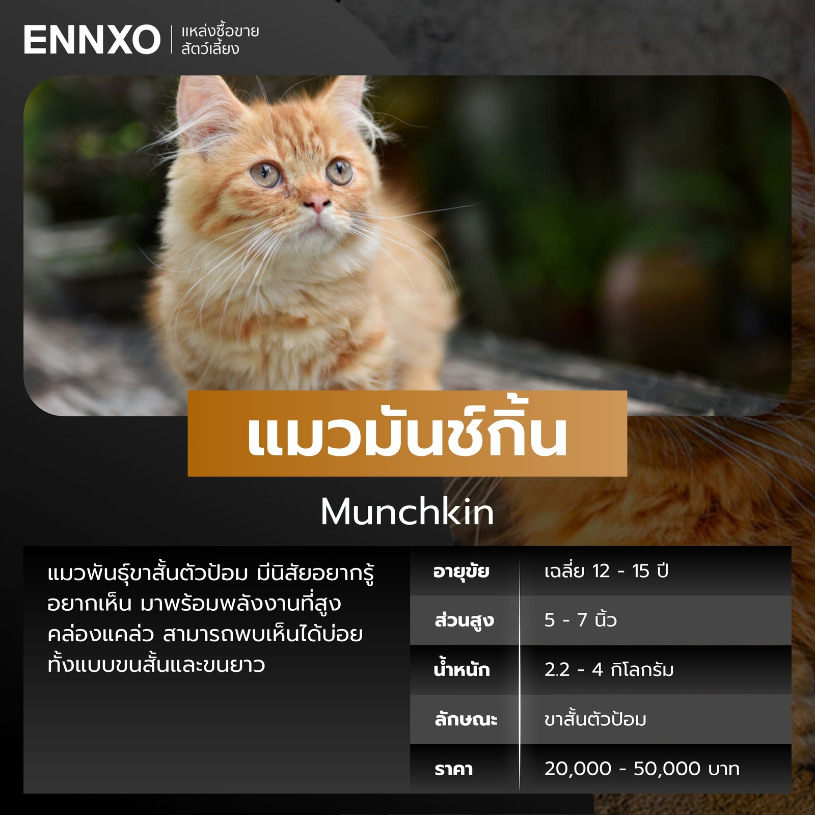 แมวมันช์กิ้น-สีส้ม