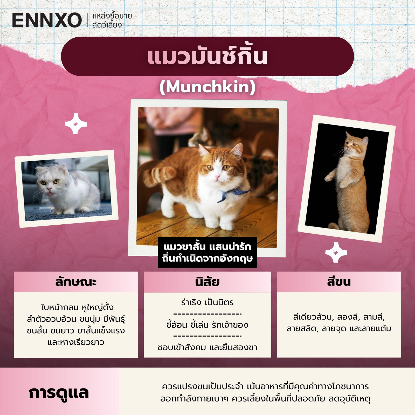 แมวมันช์กิ้น ขาสั้น