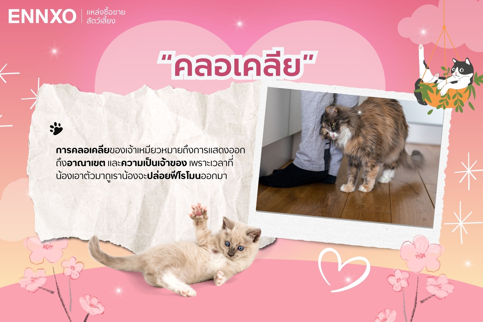 การคอลเคลียของน้องเหมียวหมายถึงอะไร