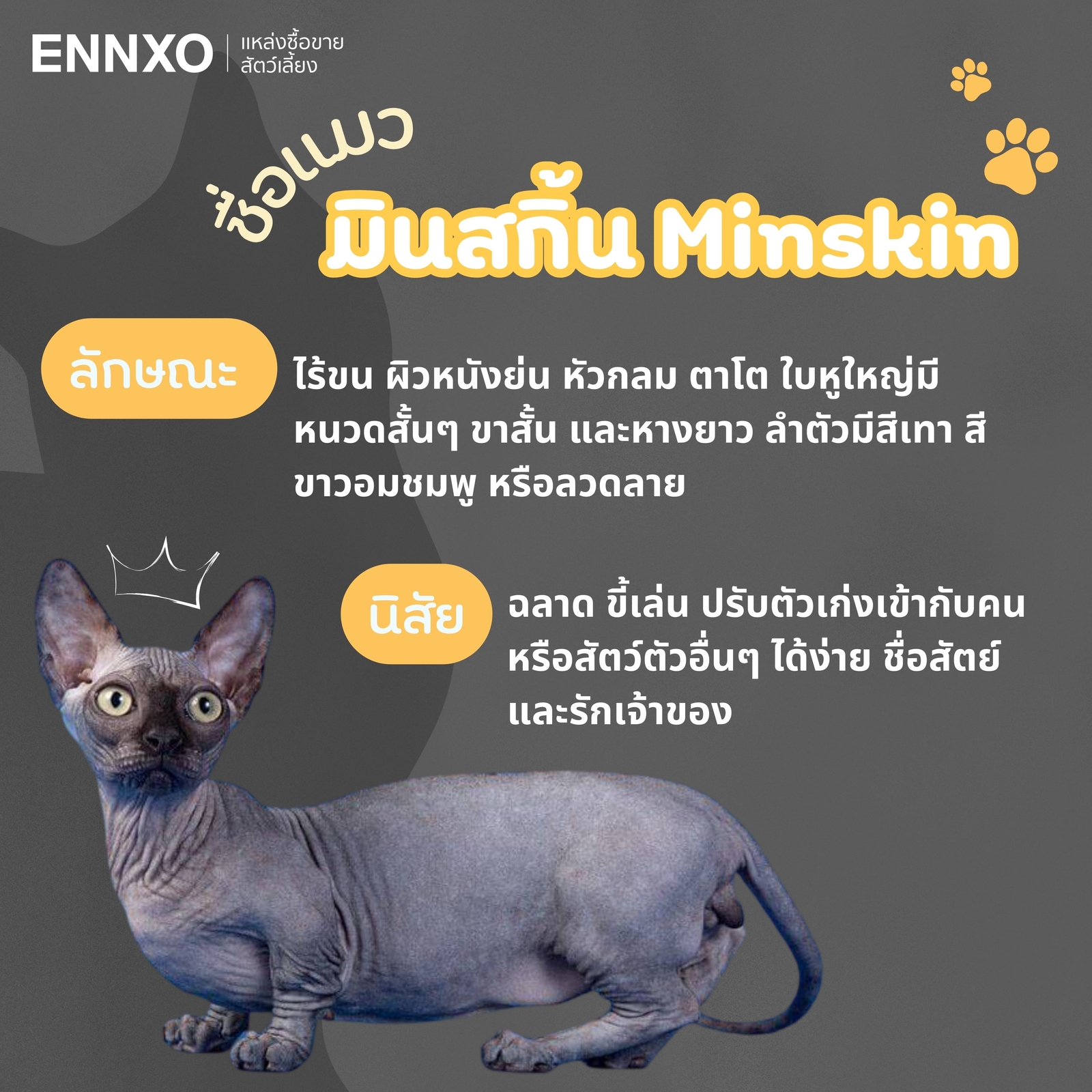 แมวมินสกิ้น Minskin