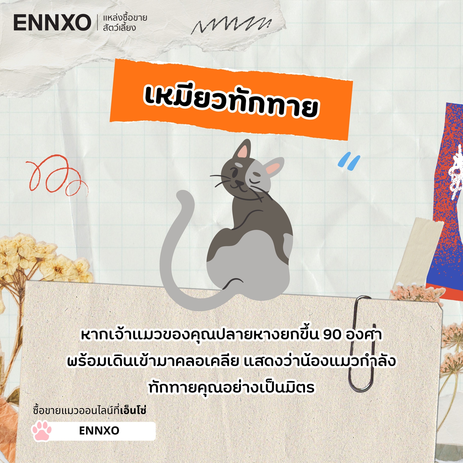 แมวยกหางขึ้น 90 องศา แปลว่า