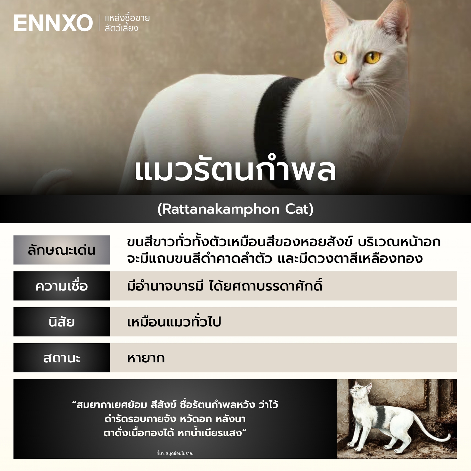 รู้จักแมวรัตนกำพล แมวไทย