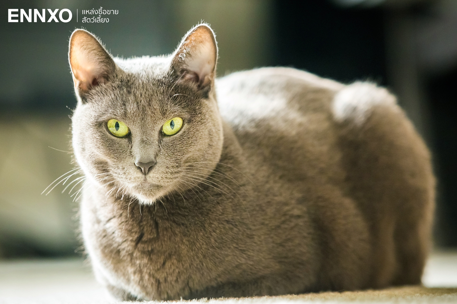 ภาพแมวรัสเซียนบลู น่ารักๆ