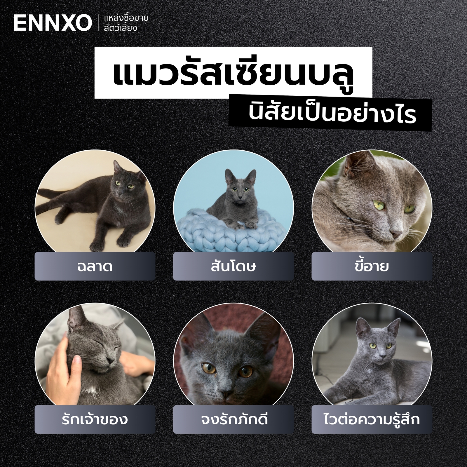 นิสัยแมวรัสเซียนบลู