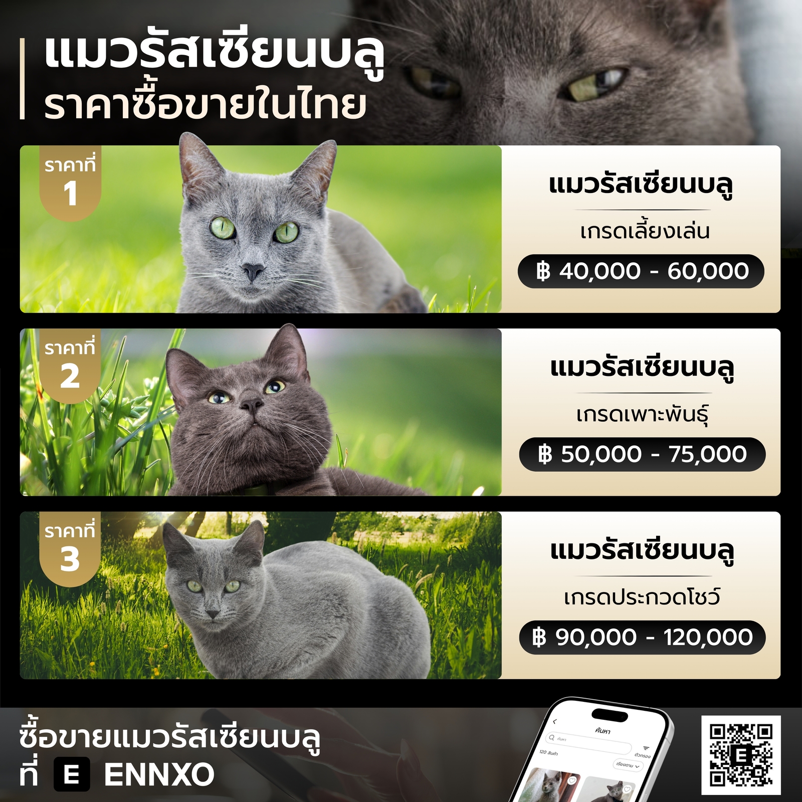 ราคาซื้อขายแมวรัสเซียนบลูในไทยเท่าไหร่