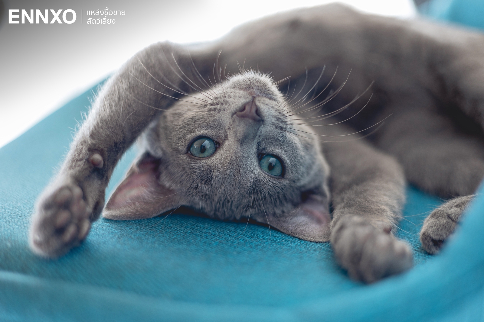 ภาพแมวรัสเซียนบลูน่ารัก