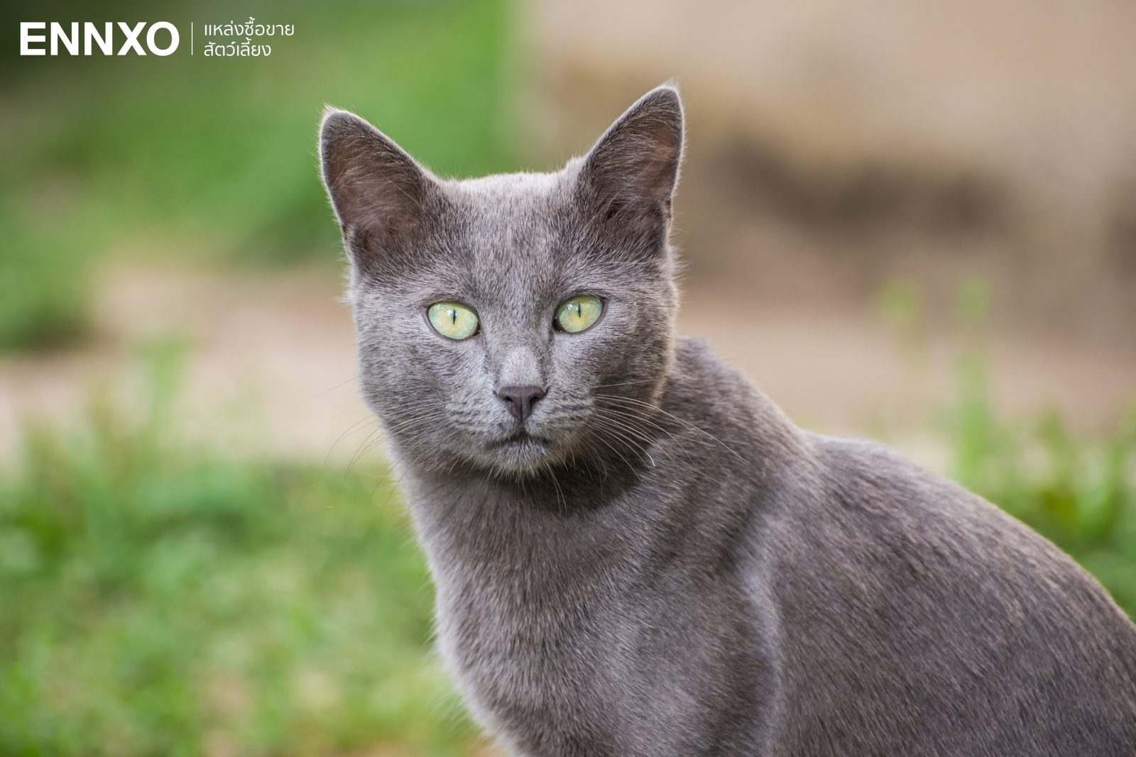 ภาพแมวรัสเซียนบลู