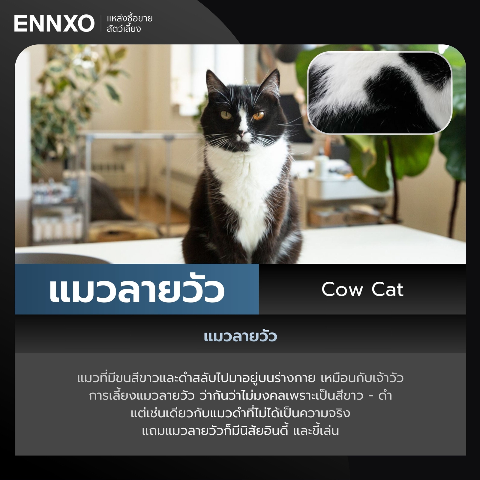 แมวลายวัว Cow Cat