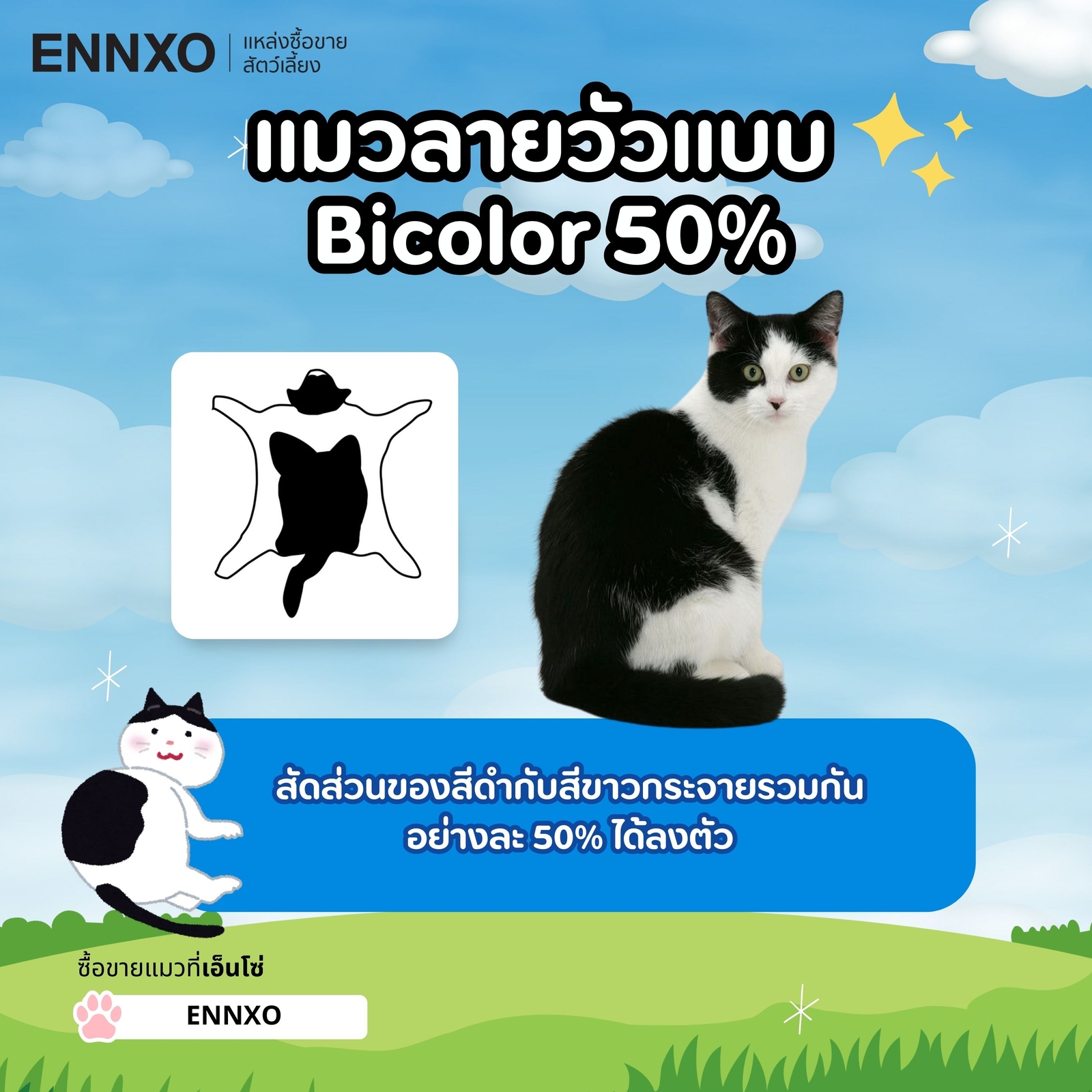 แมวลายวัวแบบ  Bicolor แมวสองสี ขาว ดำ