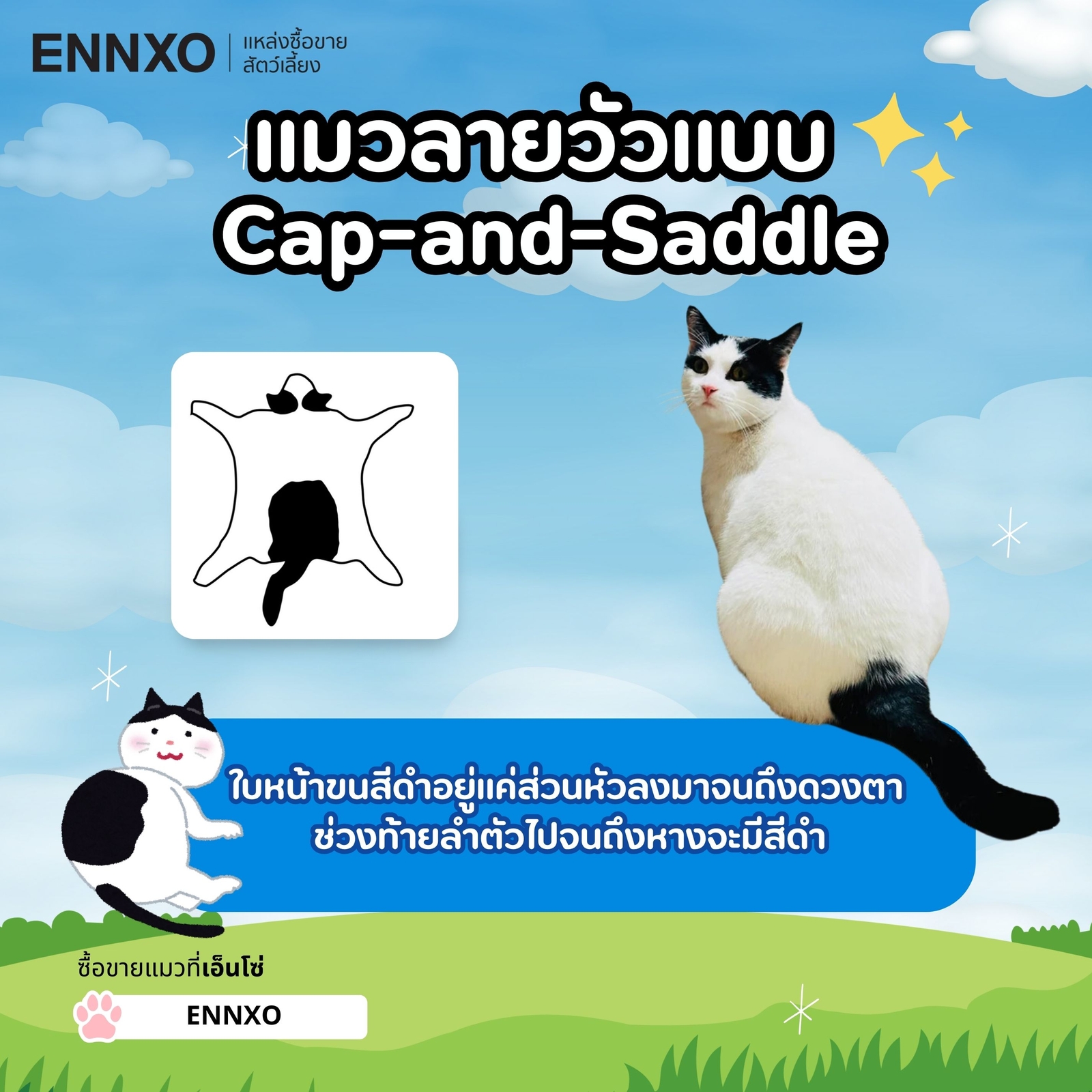 แมวลายวัวแบบ  Cap-and-Saddle