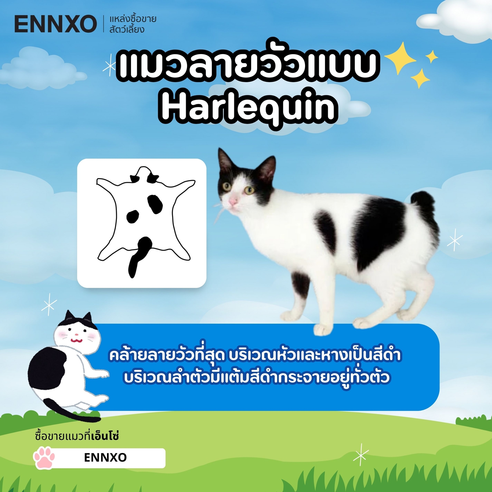 แมวลายวัวแบบ Harlequin