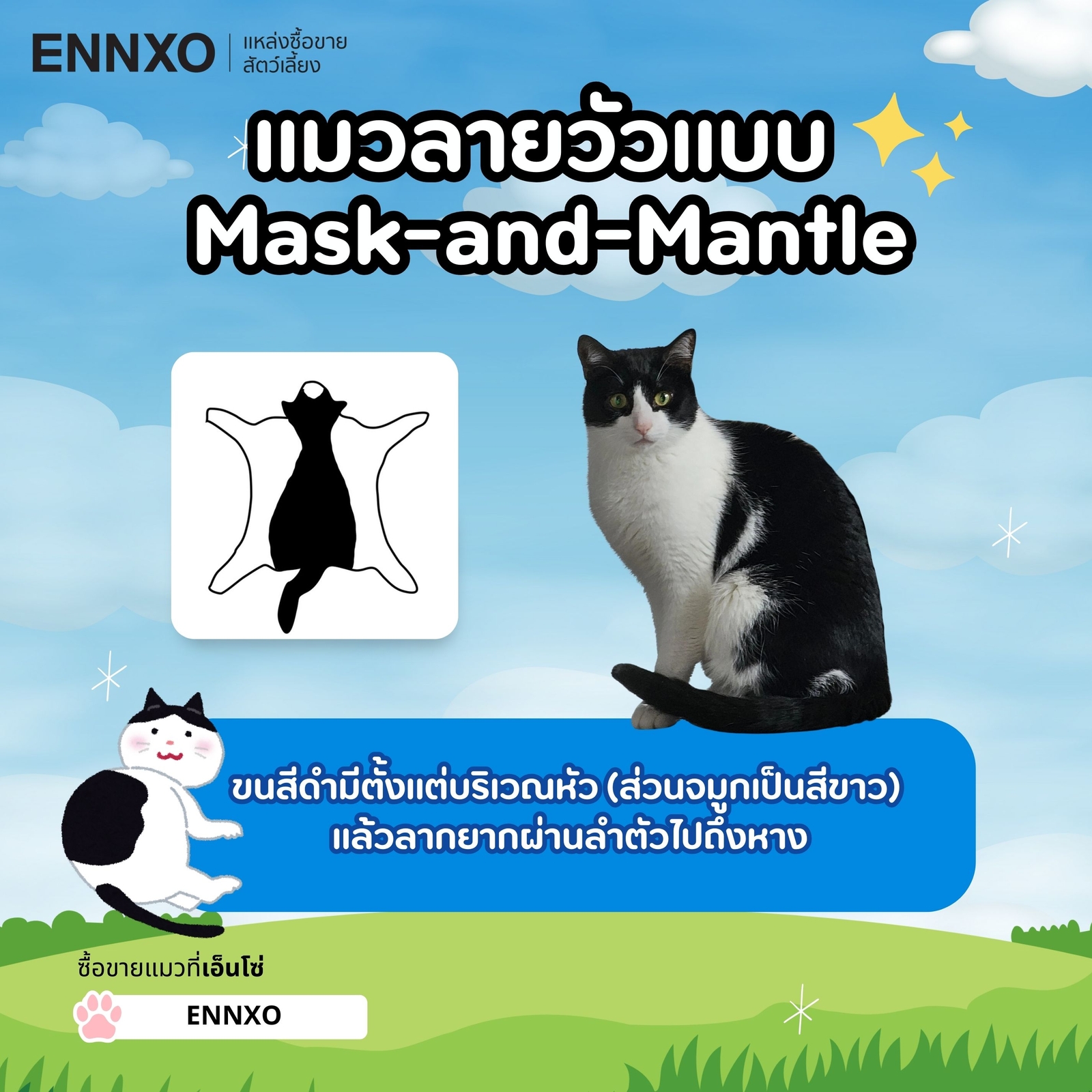 แมวลายวัวแบบ  Mask-and-Mantle แมวสีขาวดำ