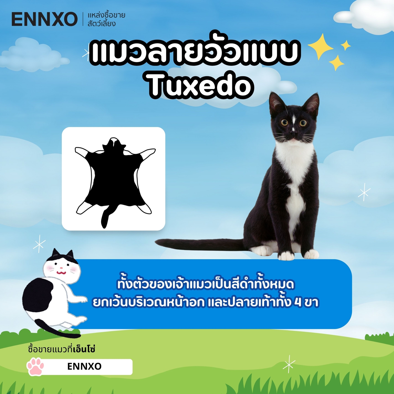 แมวลายวัวแบบ  Tuxedo แมวลายวัวทักซิโด้