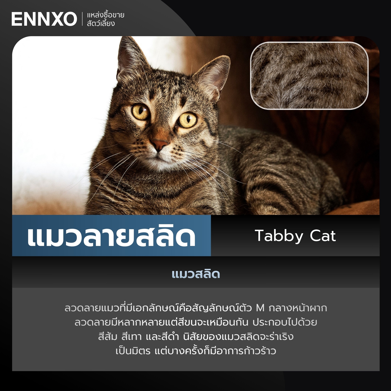 แมวลายสลิด Tabby Cat