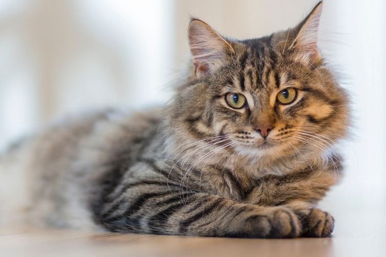 รู้จักแมวลายสลิด มีพันธุ์อะไรบ้างที่มีลวดลายสลิด และมีราคาเท่าไหร่?