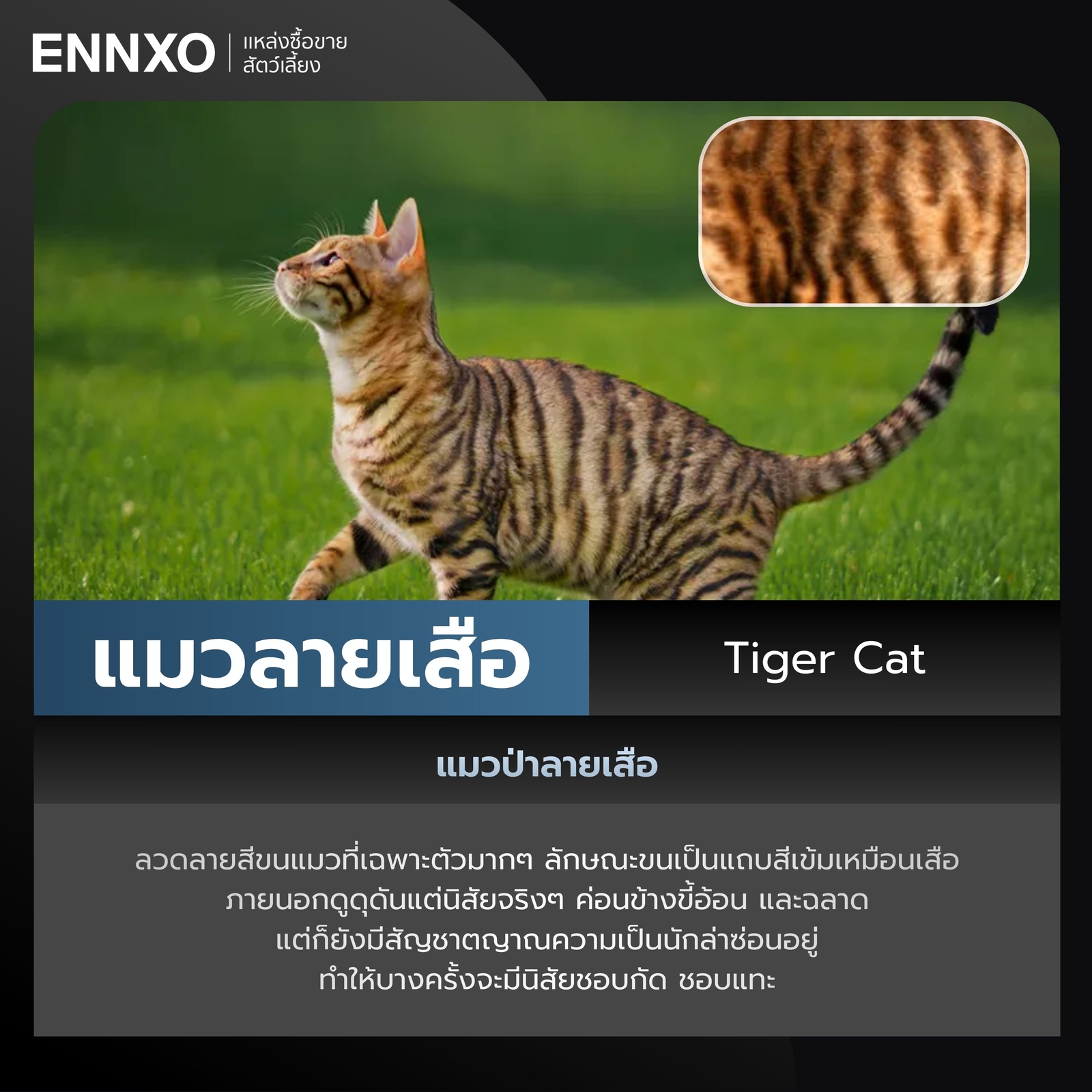แมวลายเสือ Tiger Cat