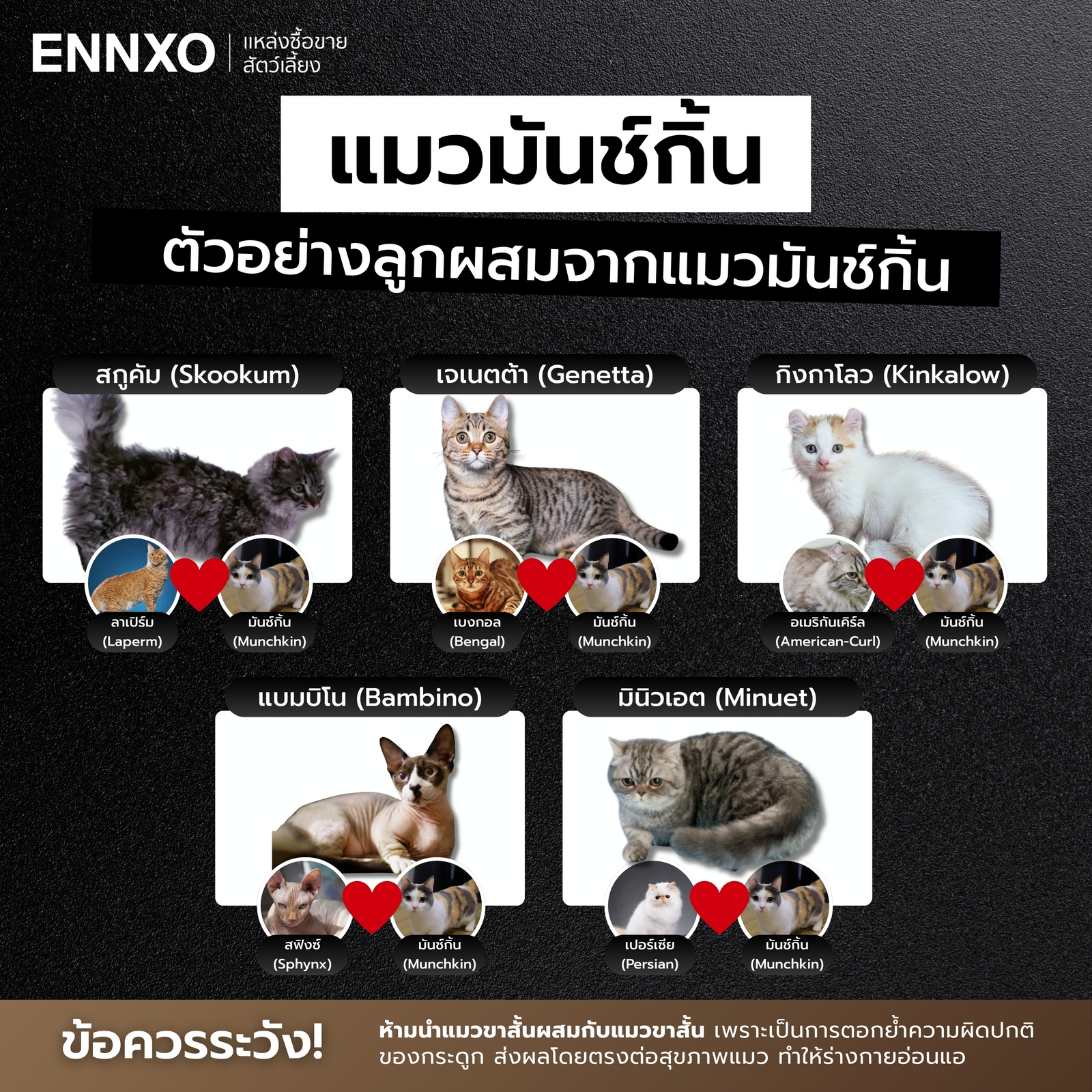 รวมสายพันธุ์แมวลูกผสม ที่เกิดจากแมวมันช์กิ้น