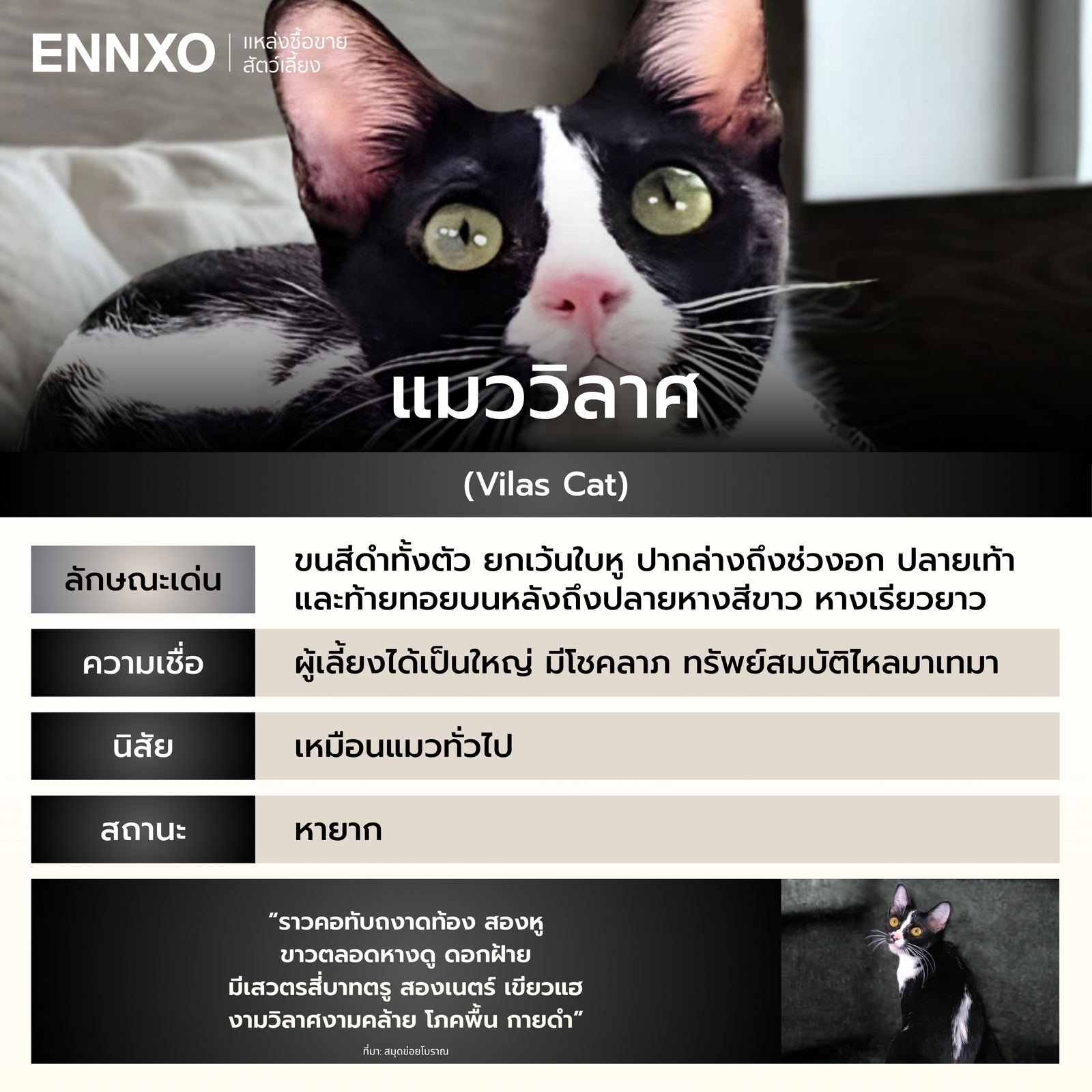 รู้จักแมววิลาศ แมวไทย