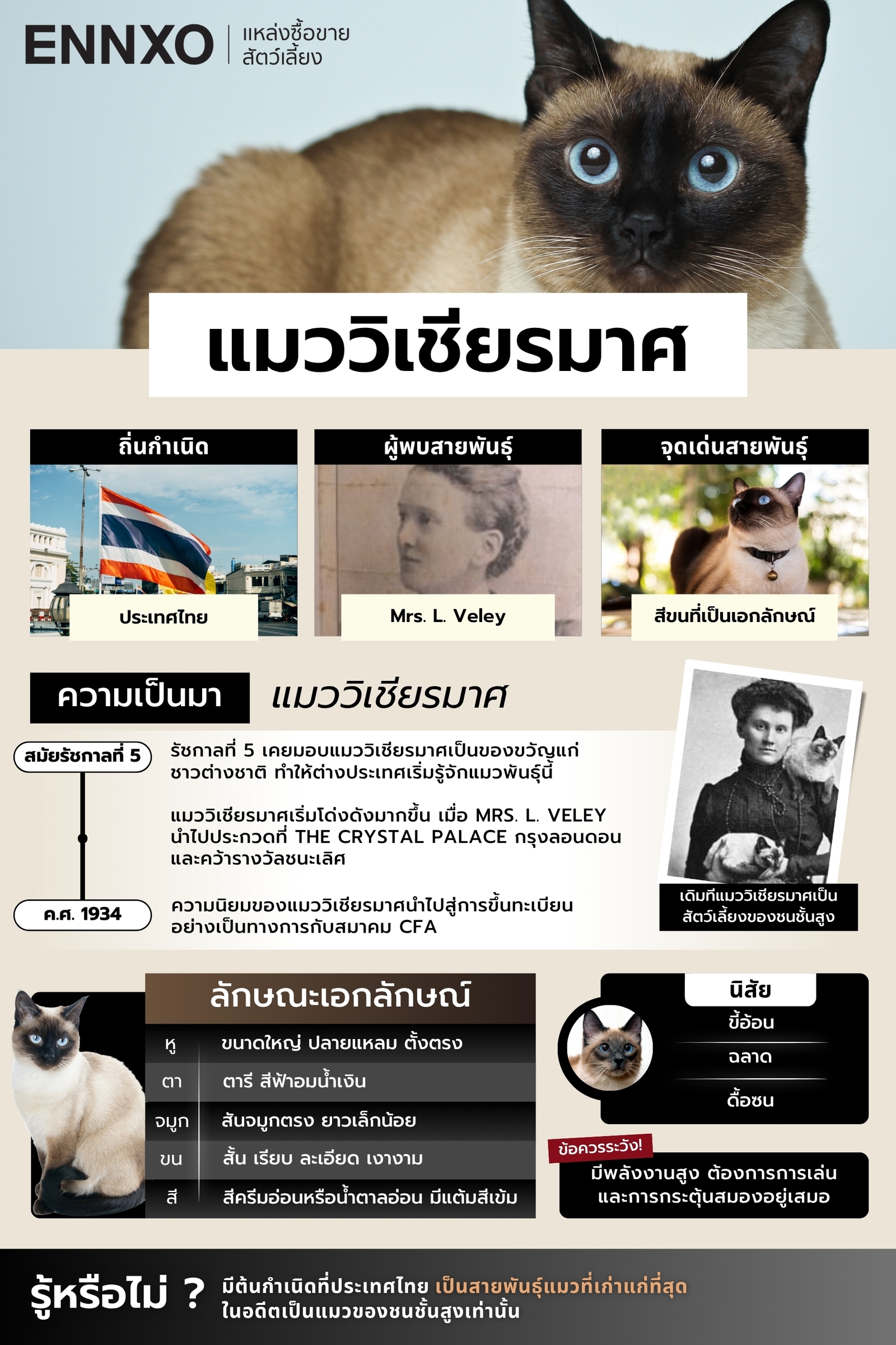 รู้จักแมววิเชียรมาศ ทั้งความเป็นมา ลักษณะ นิสัย