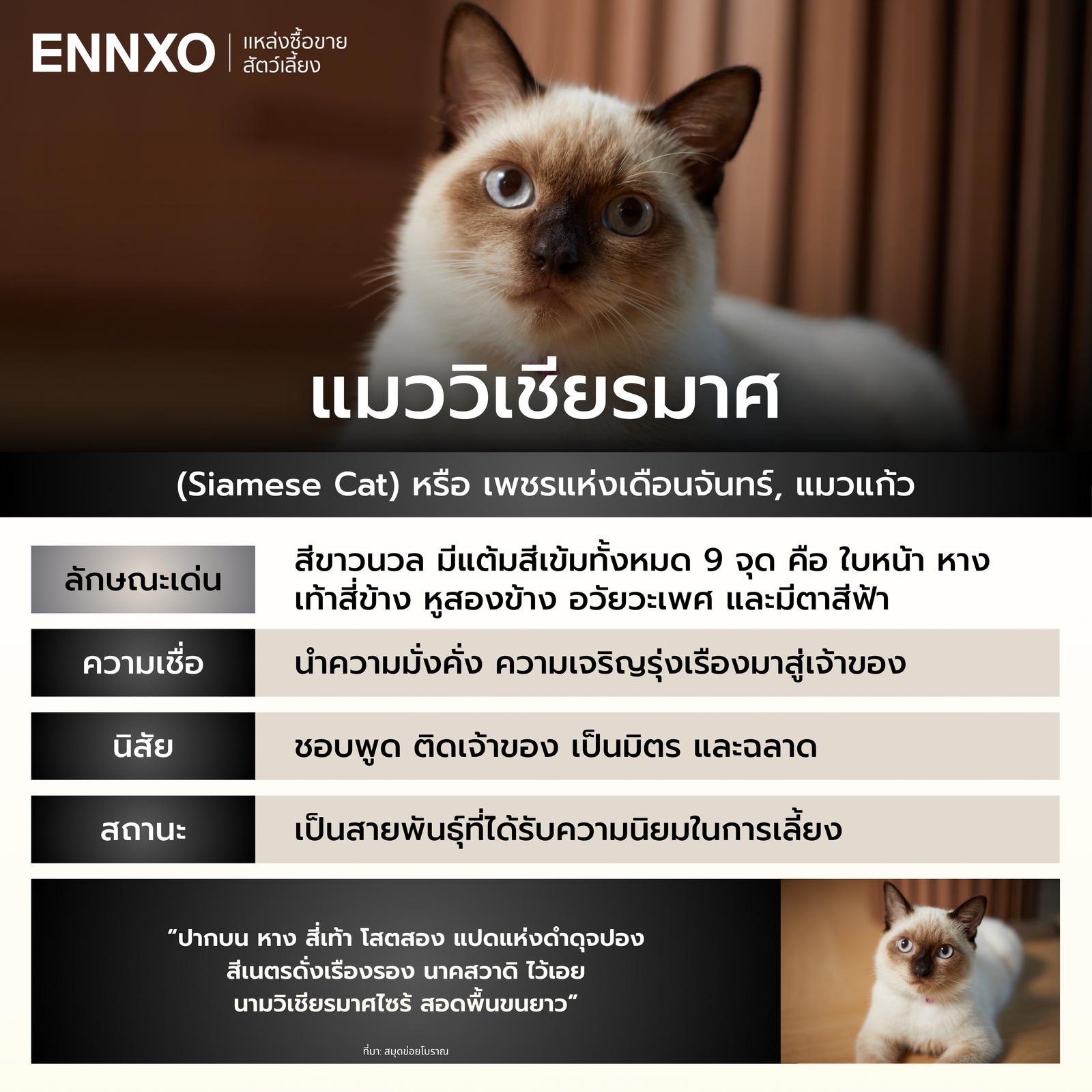 รู้จักแมววิเชียรมาศ แมวไทย