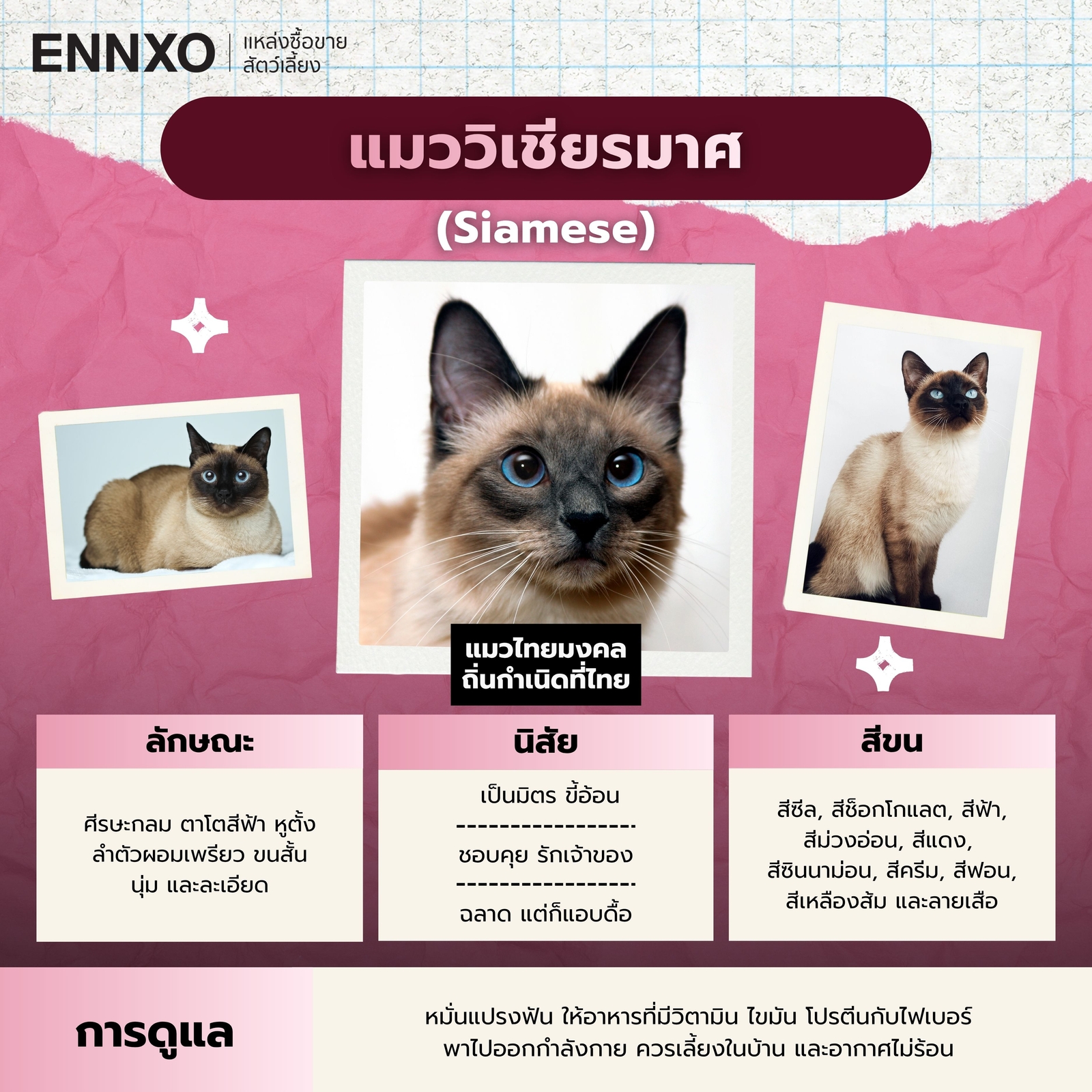 แมววิเชียรมาศแท้ดูยังไง