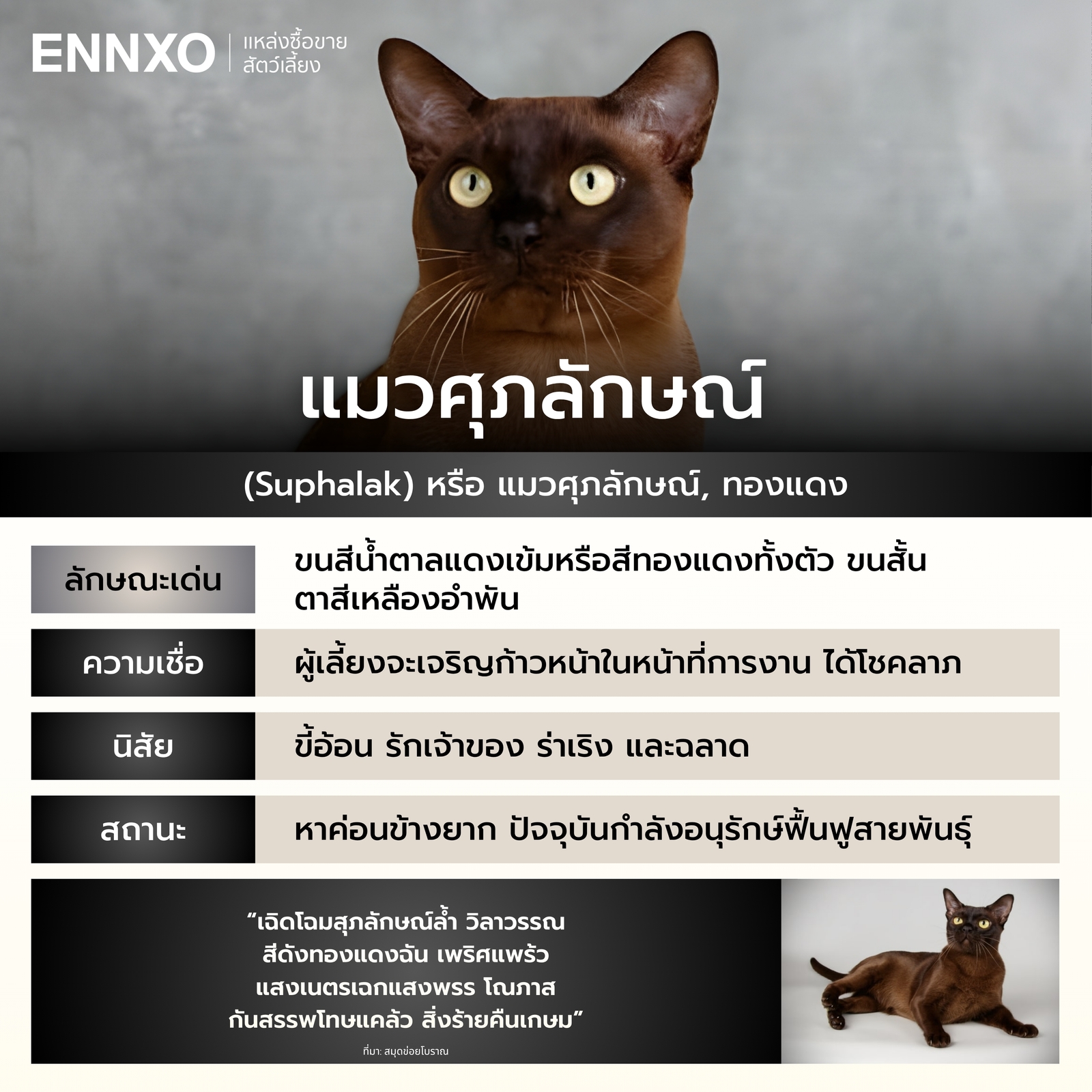 รู้จักแมวศุภลักษณ์ แมวไทย