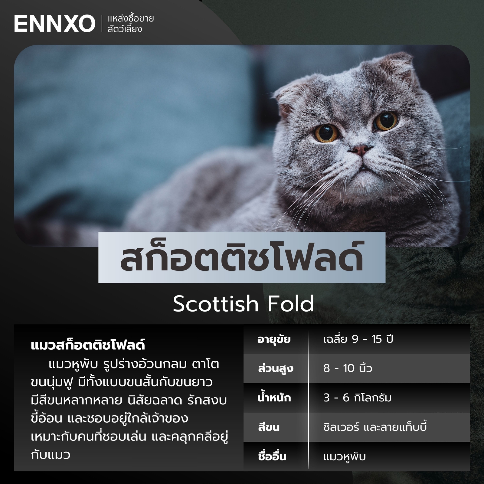 แมวสีเทา แมวสก็อตติชโฟลด์