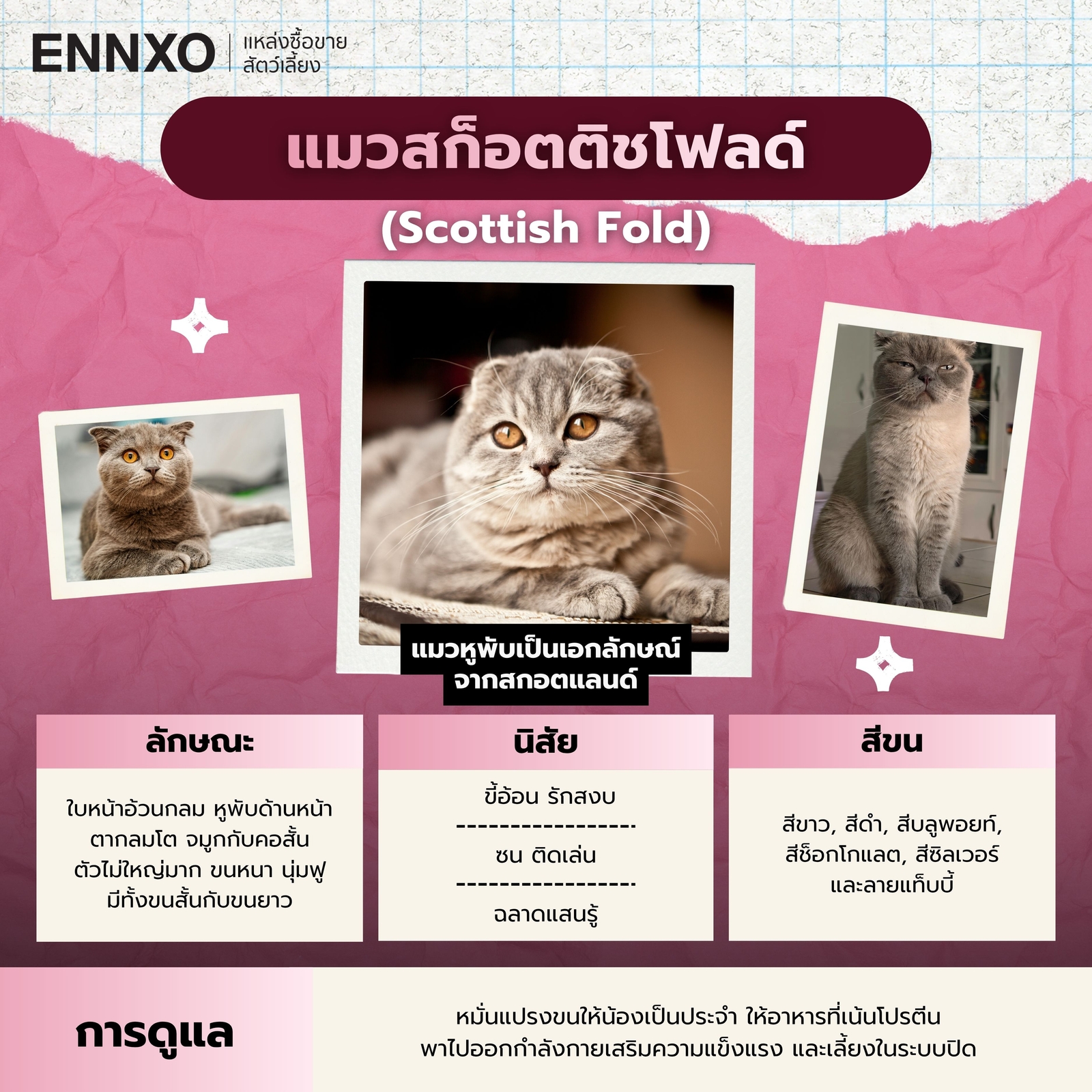 แมวสก็อตติชแท้ดูยังไง