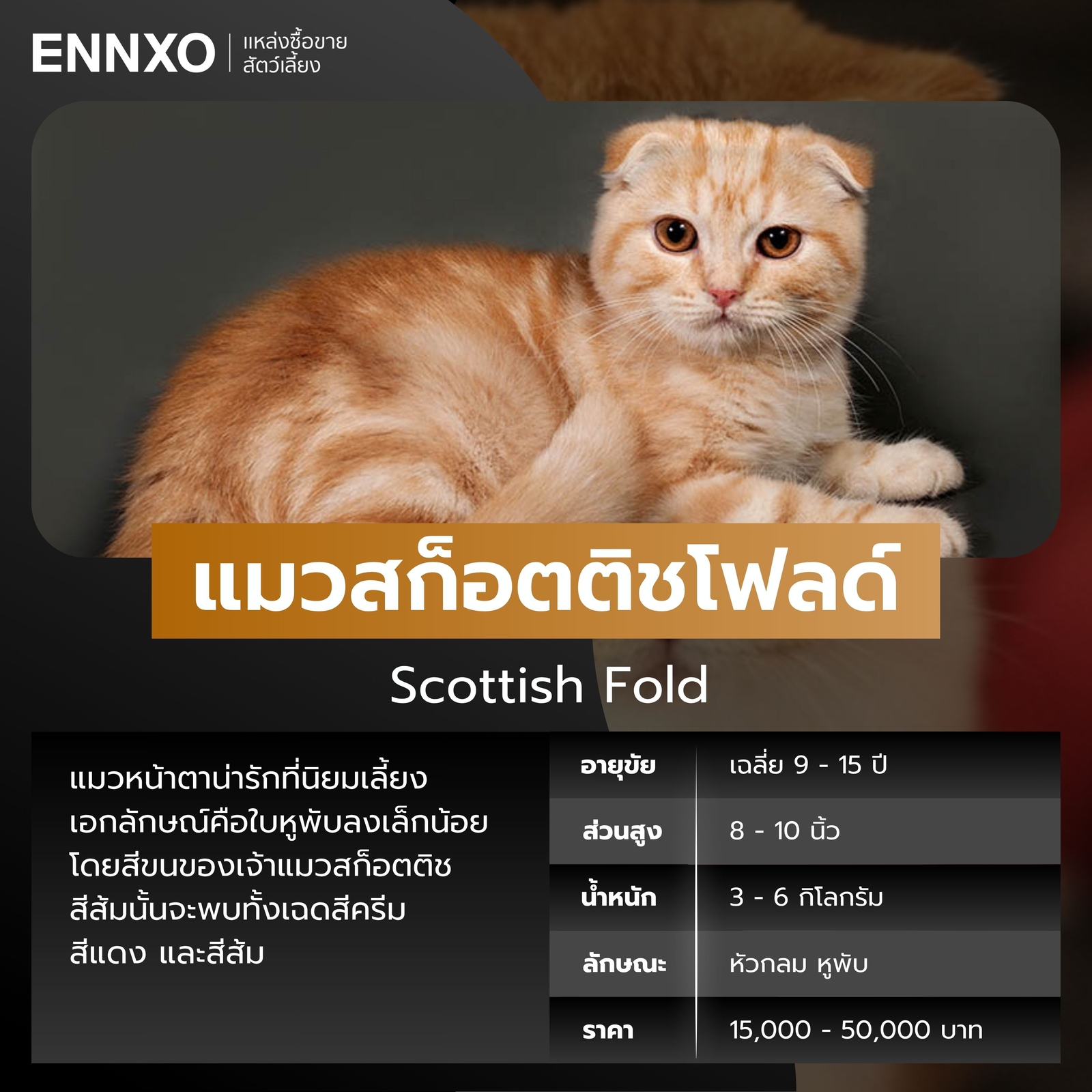 แมวสก็อตติชโฟลด์สีส้ม