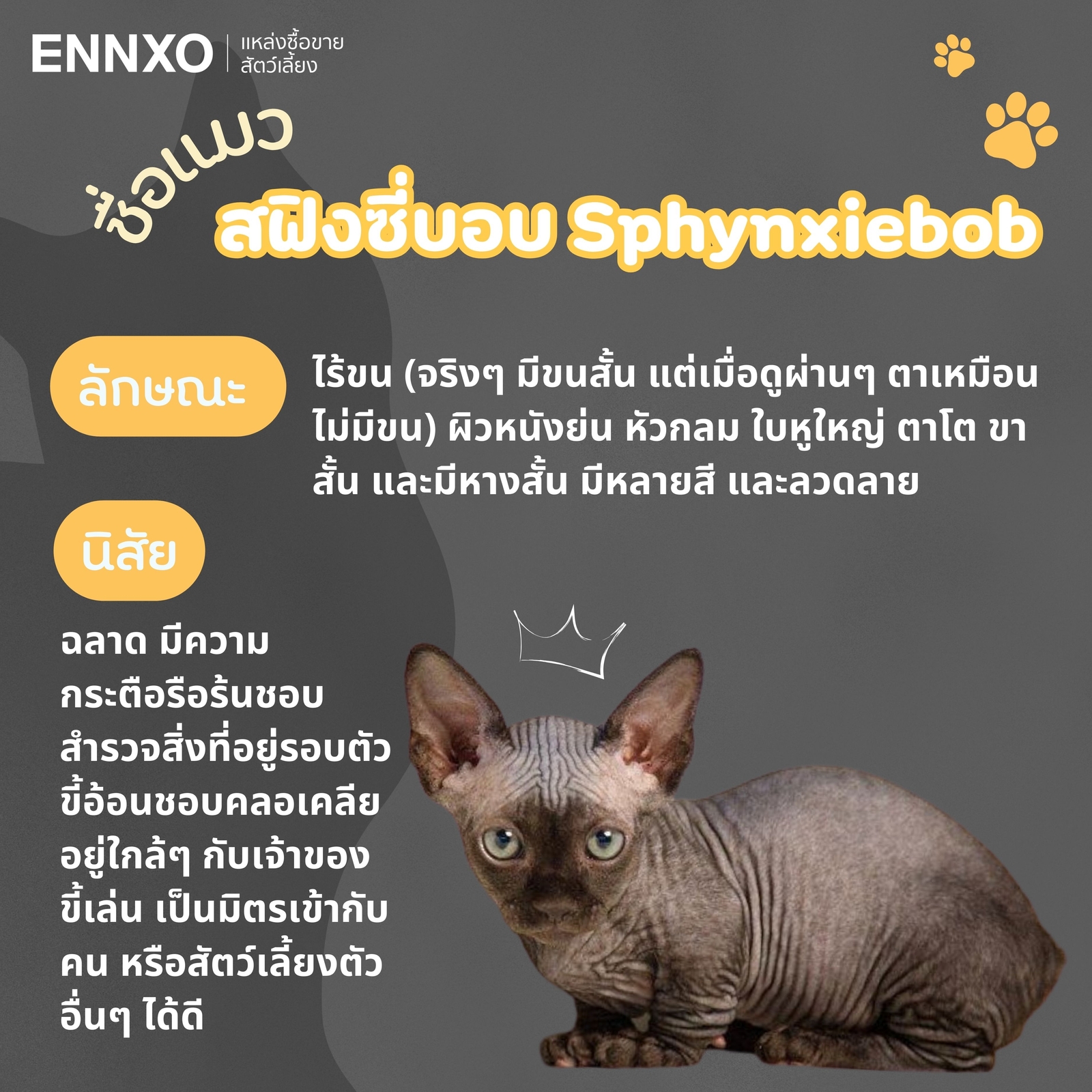 แมวสฟิงซี่บอบ Sphynxiebob