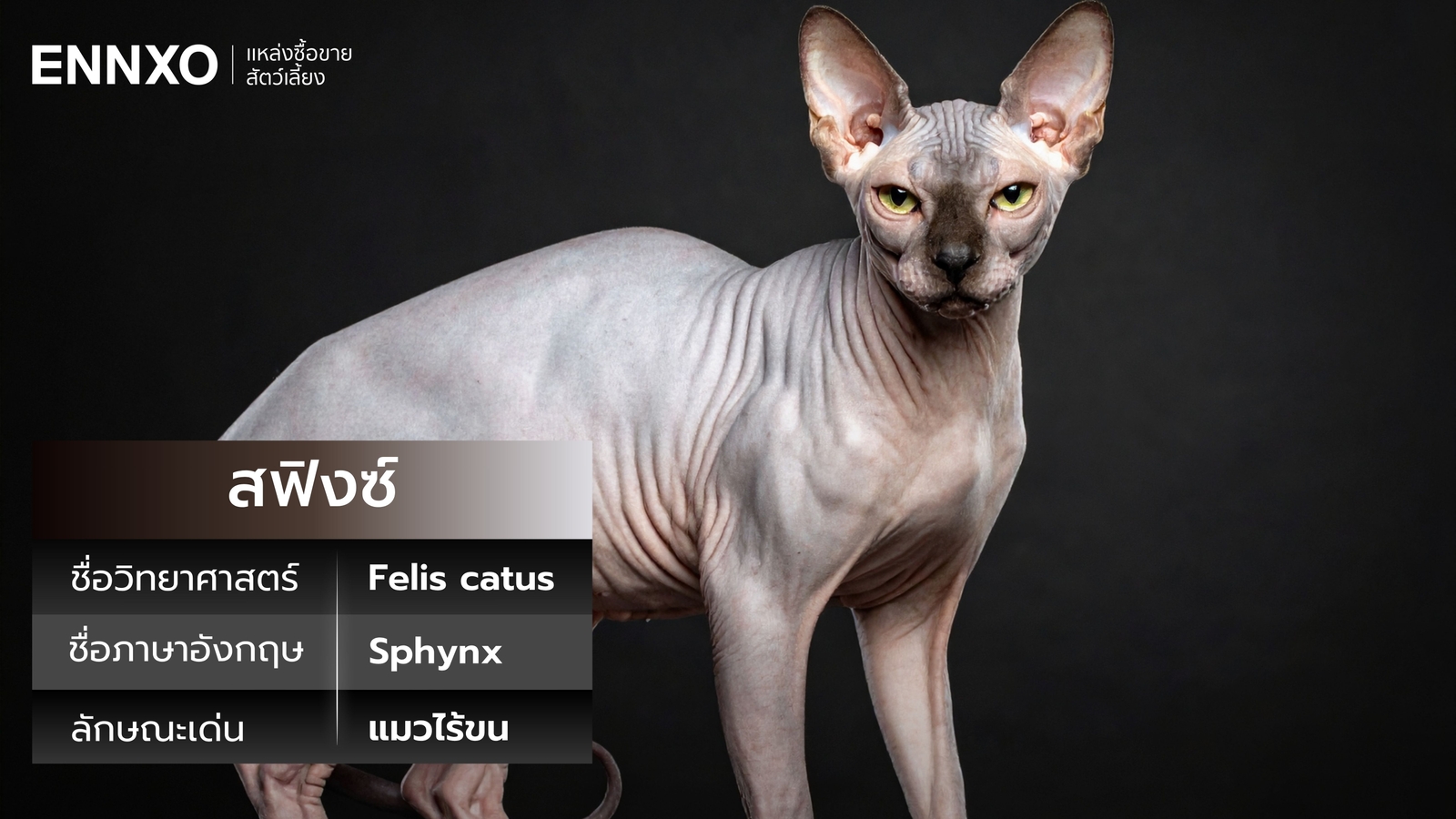 แมวสฟิงซ์-ภาษาอังกฤษ