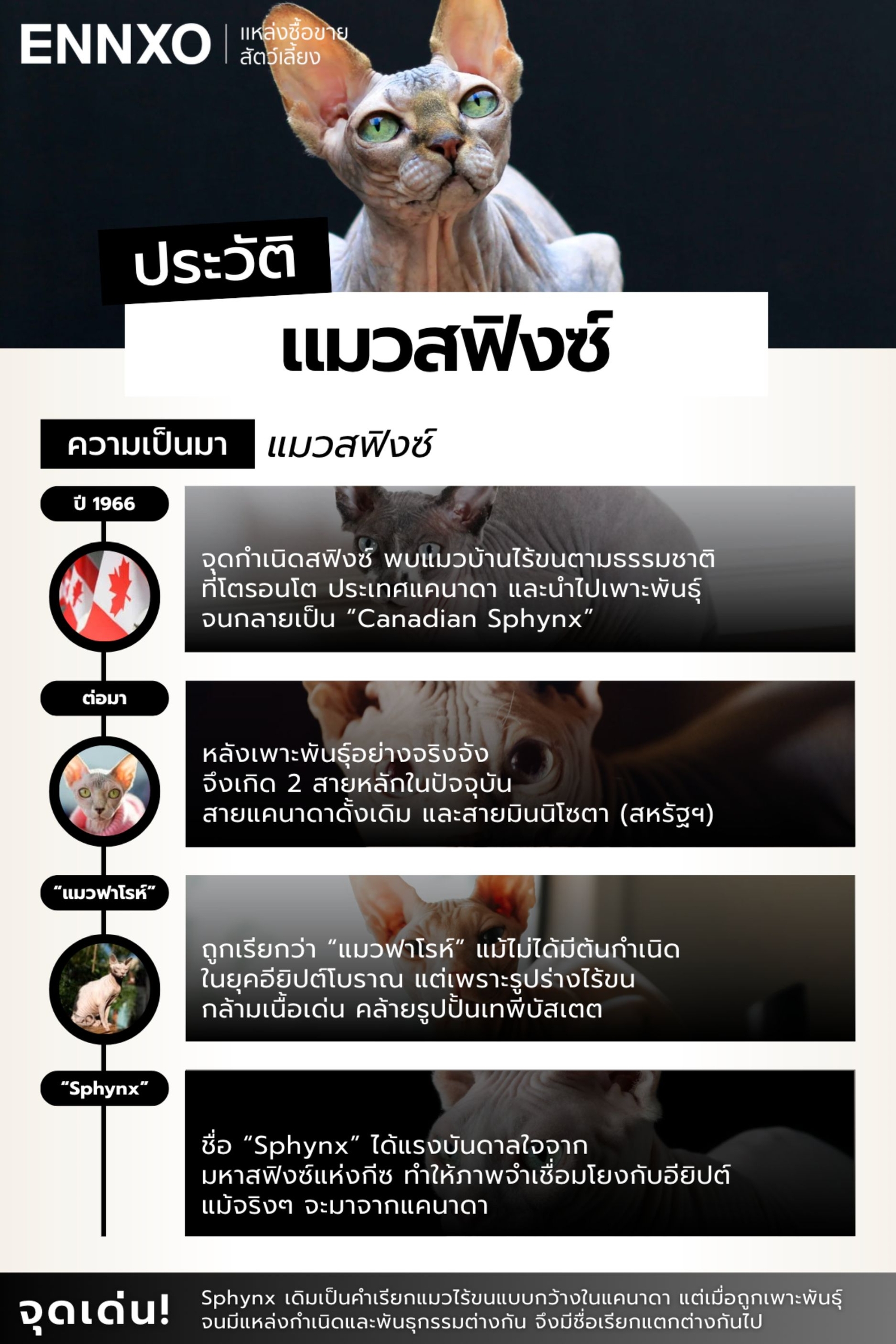 แมวสฟิงซ์-มาจากไหนตามประวัติ