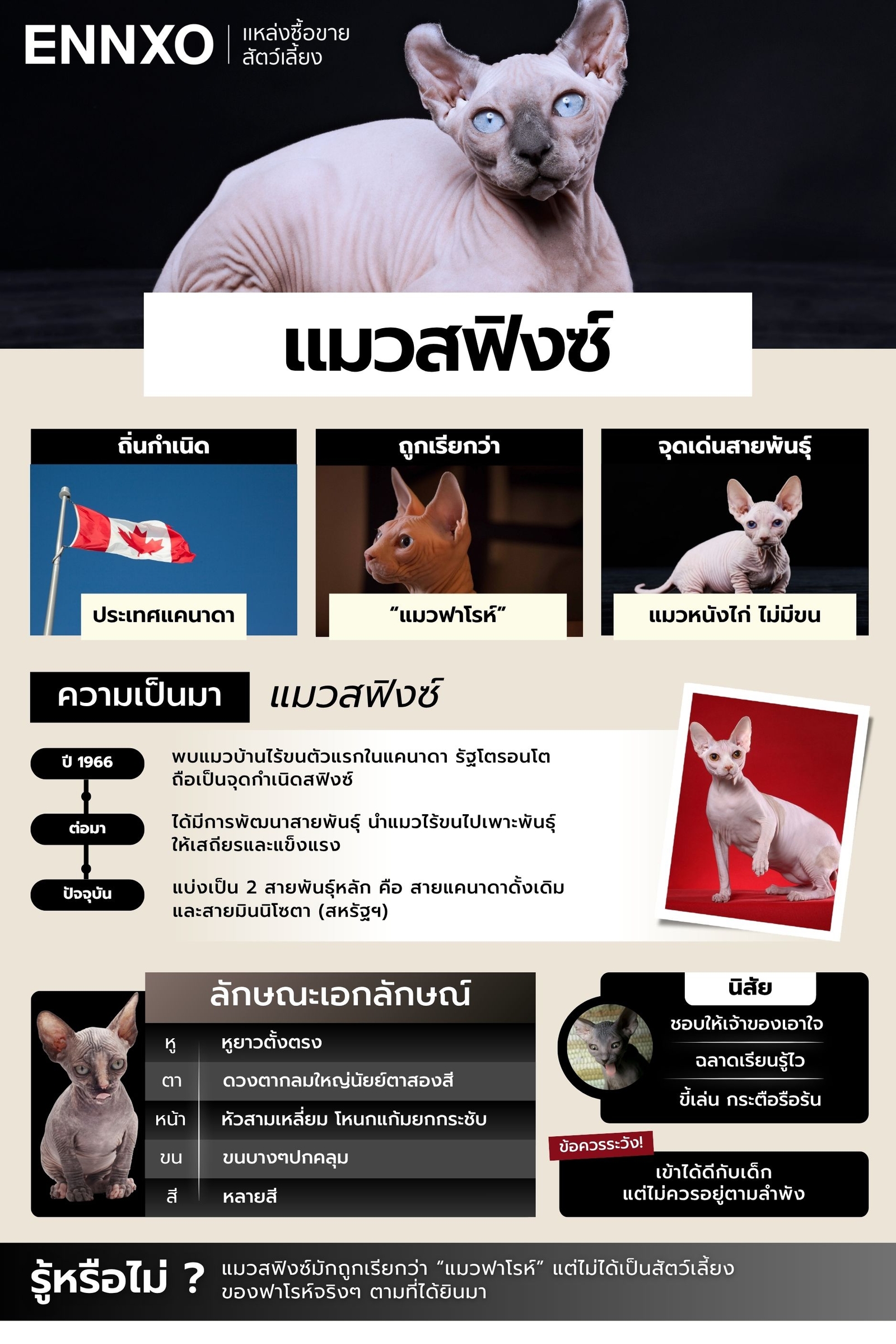 แมวสฟิงซ์-มีทั้งหมดกี่สายพันธุ์