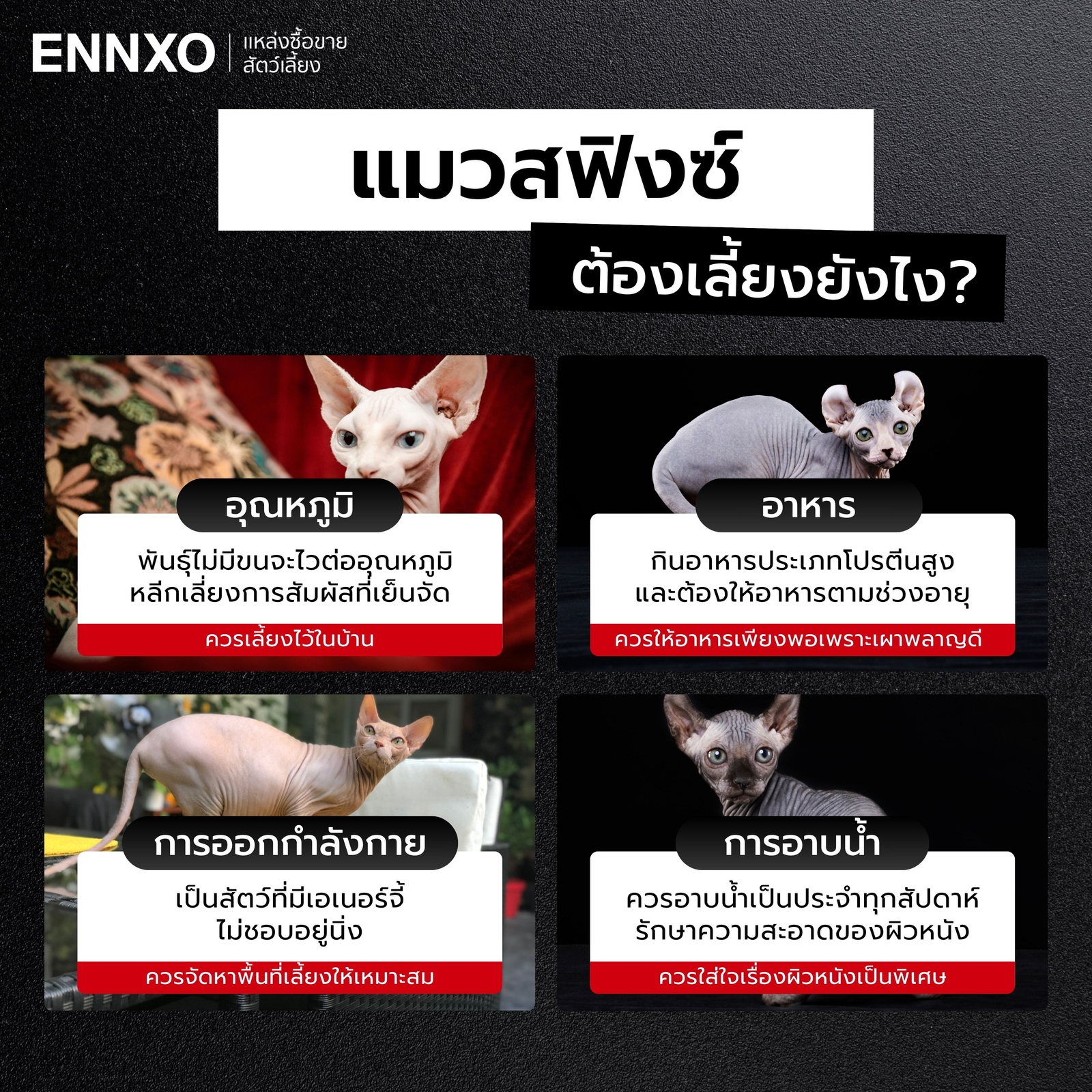 แมวสฟิงซ์-เลี้ยงยากไหม