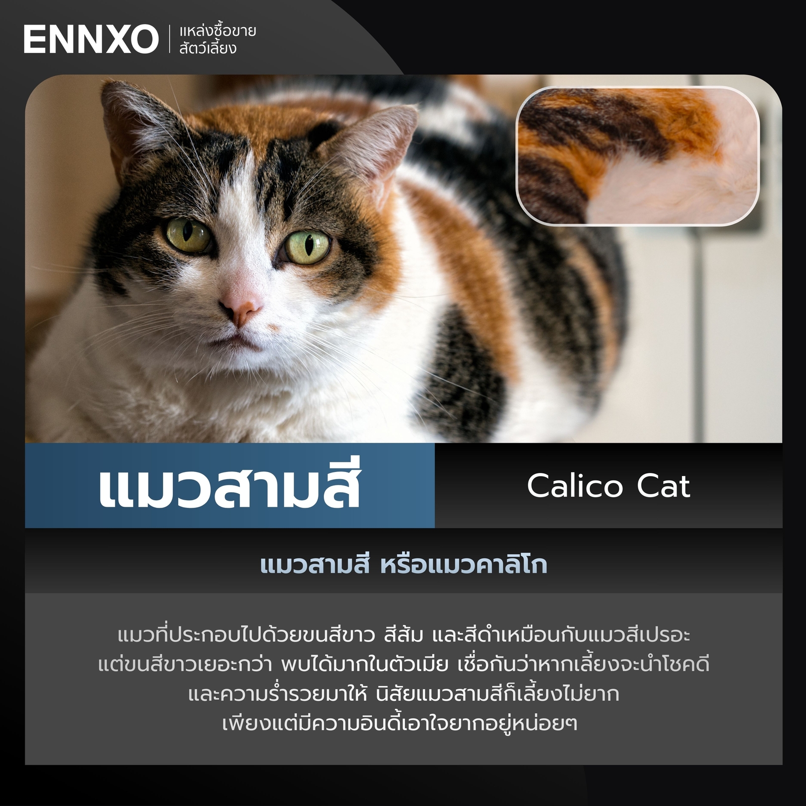แมวสามสี Calico Cat