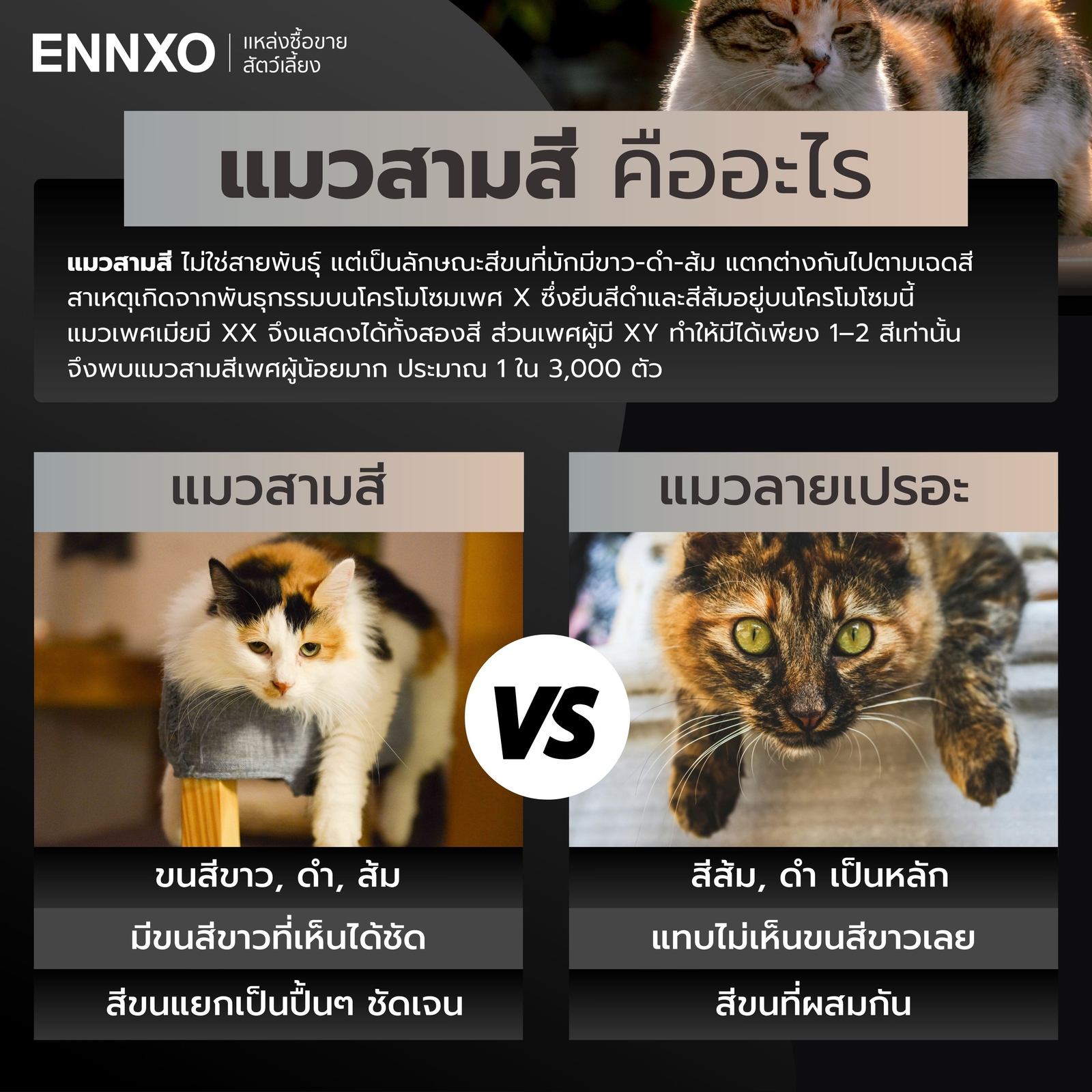 แมวสามสี ความหมายคืออะไร