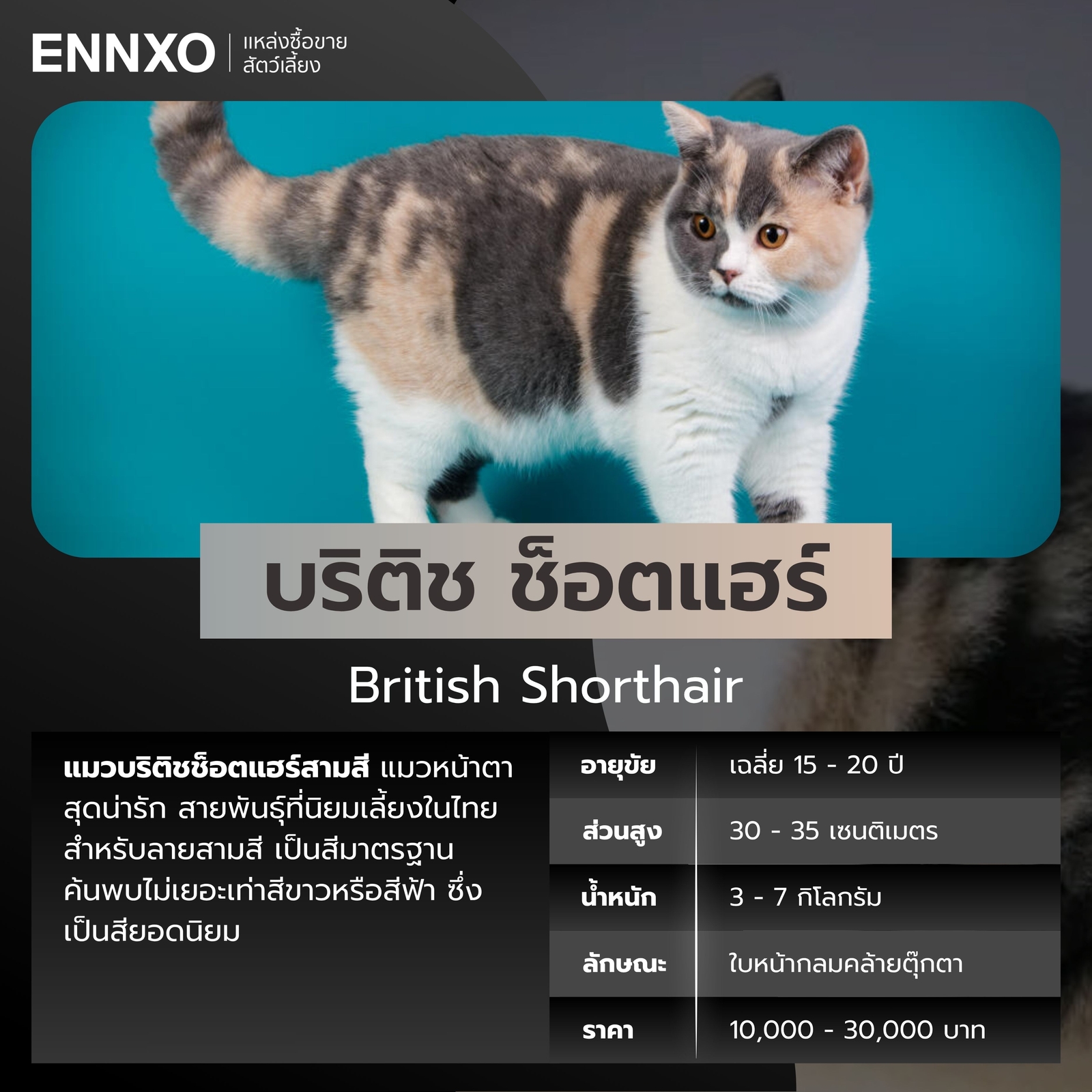 แมวสามสี บริติช ช็อตแฮร์