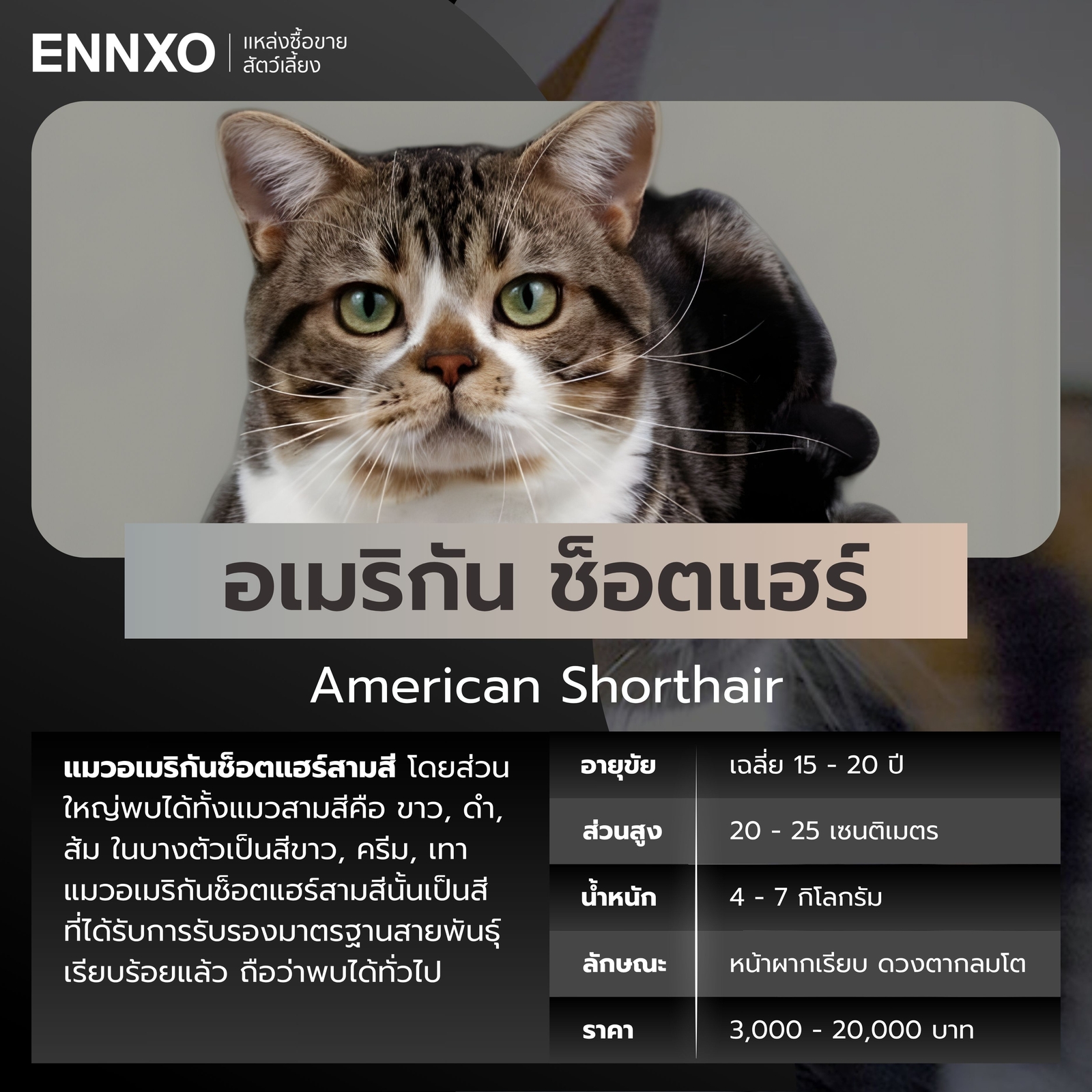 แมวสามสี อเมริกัน ช็อตแฮร์