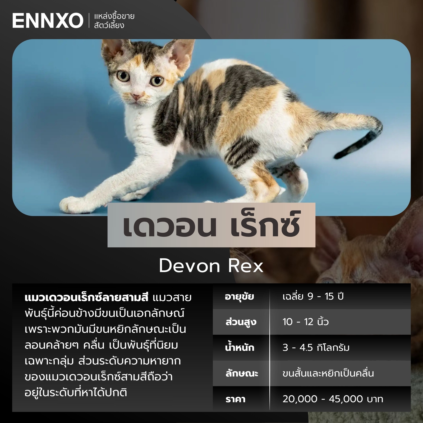 แมวสามสี เดวอน เร็กซ์