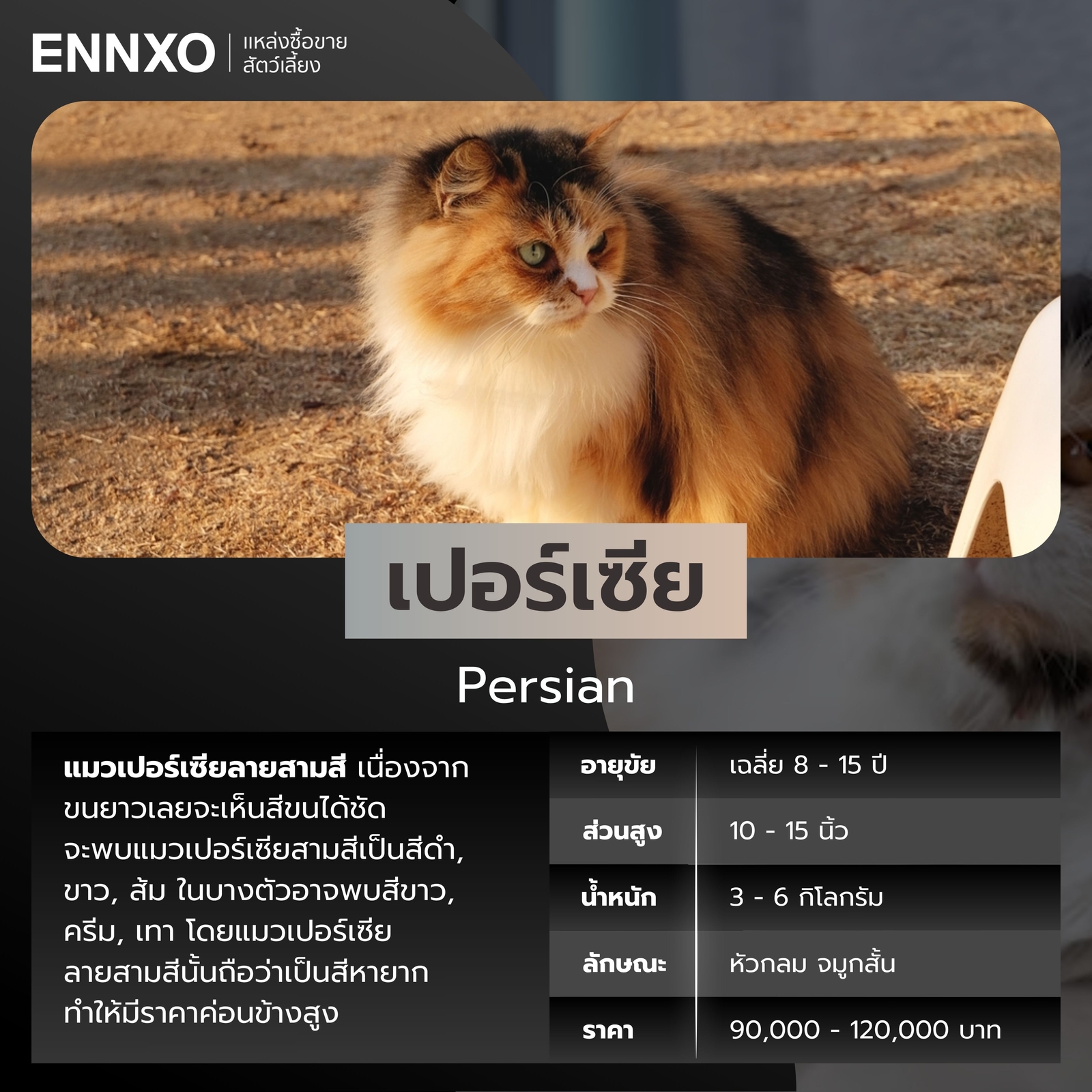 แมวสามสี เปอร์เซีย