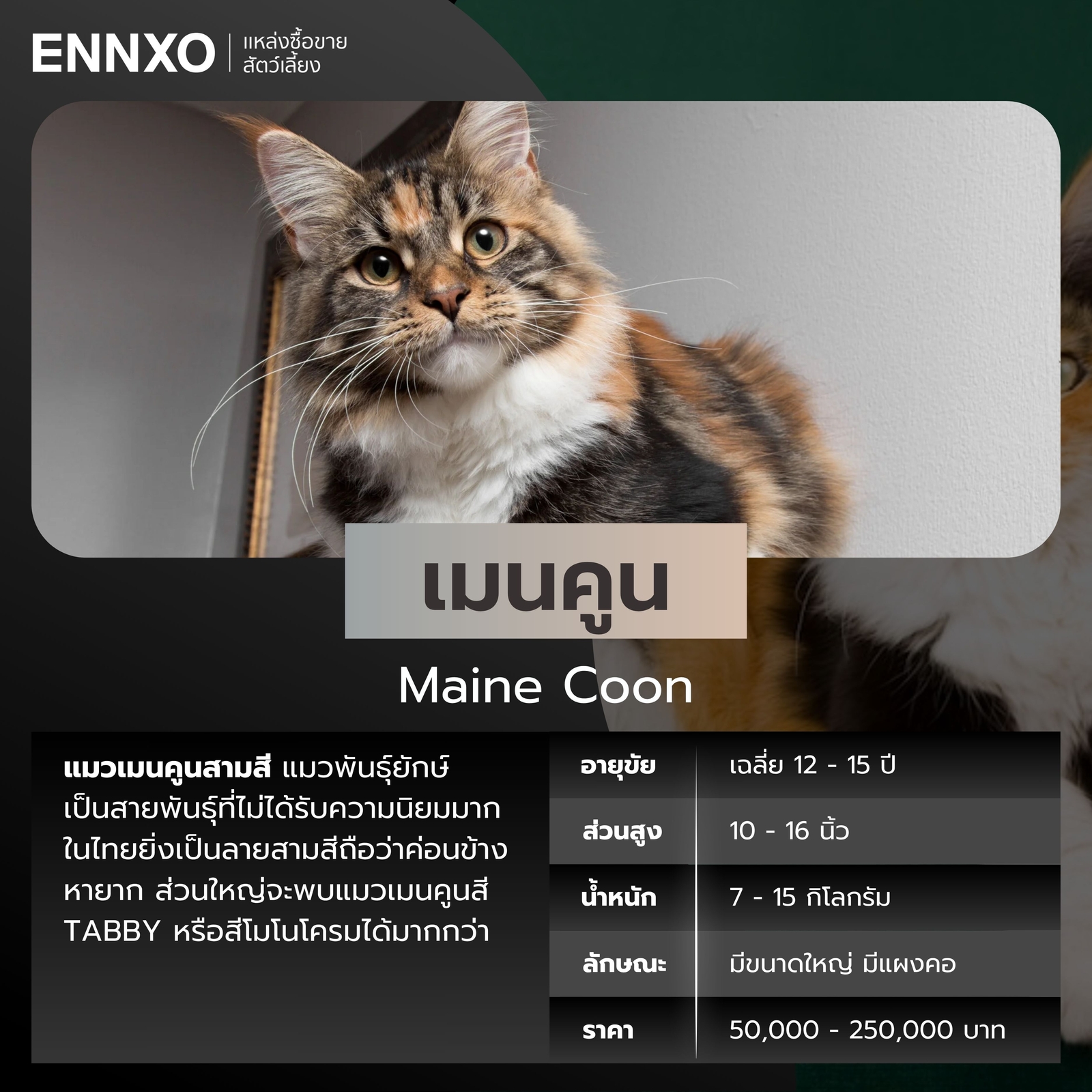 แมวสามสี เมนคูน