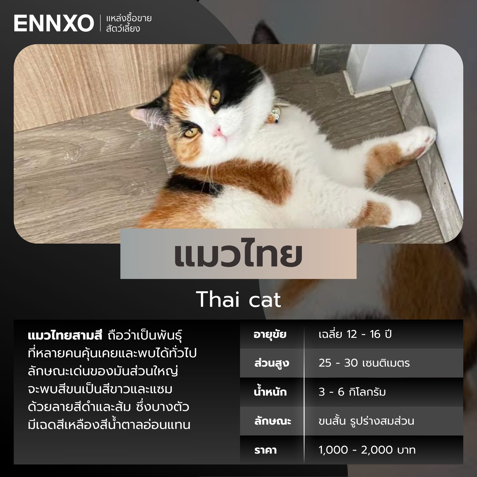 แมวสามสี ไทย