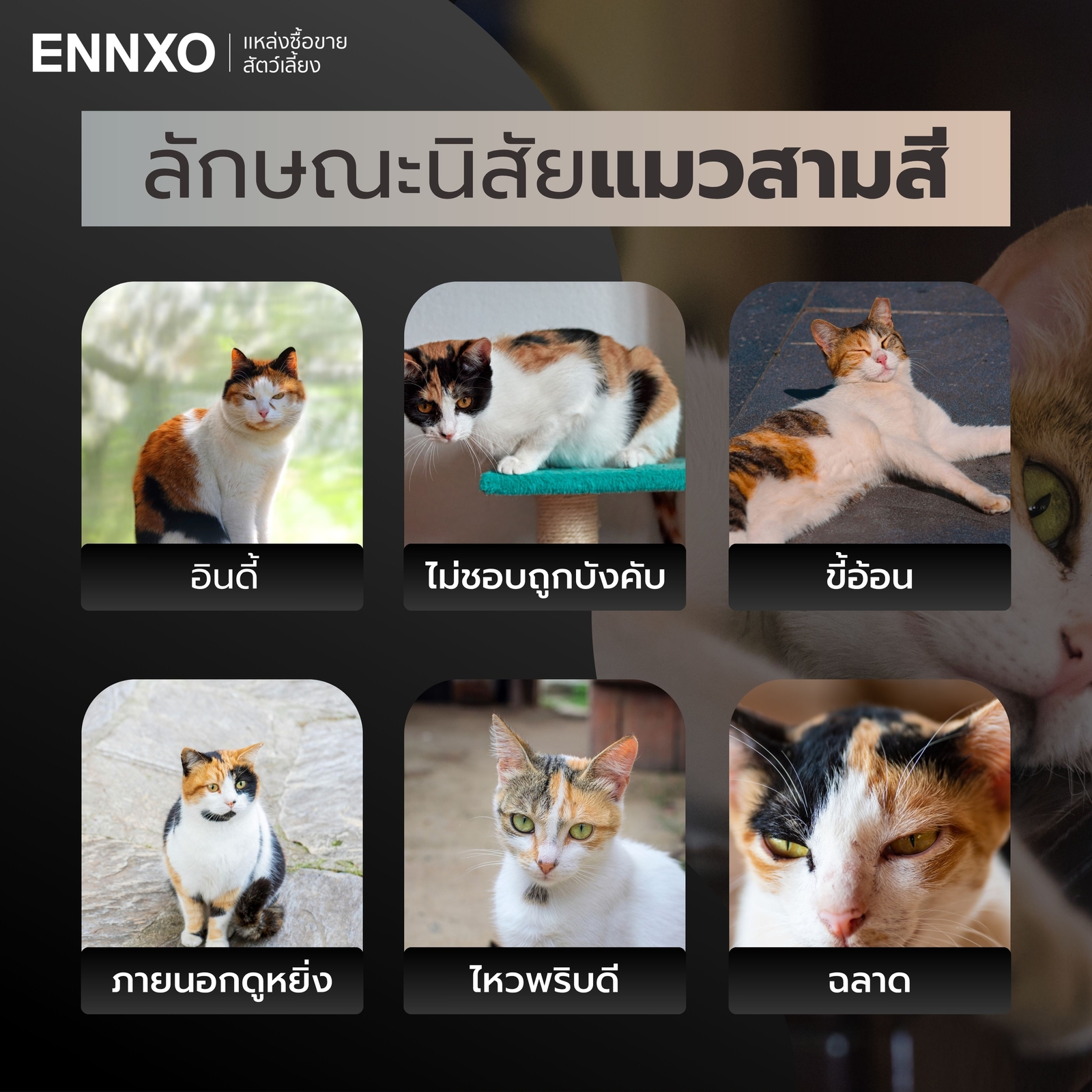 แมวสามสีนิสัยยังไง